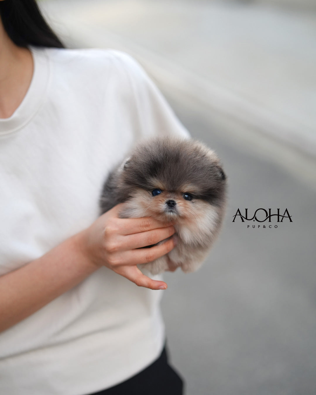 Marni [POMERANIA TAZA DE TÉ]