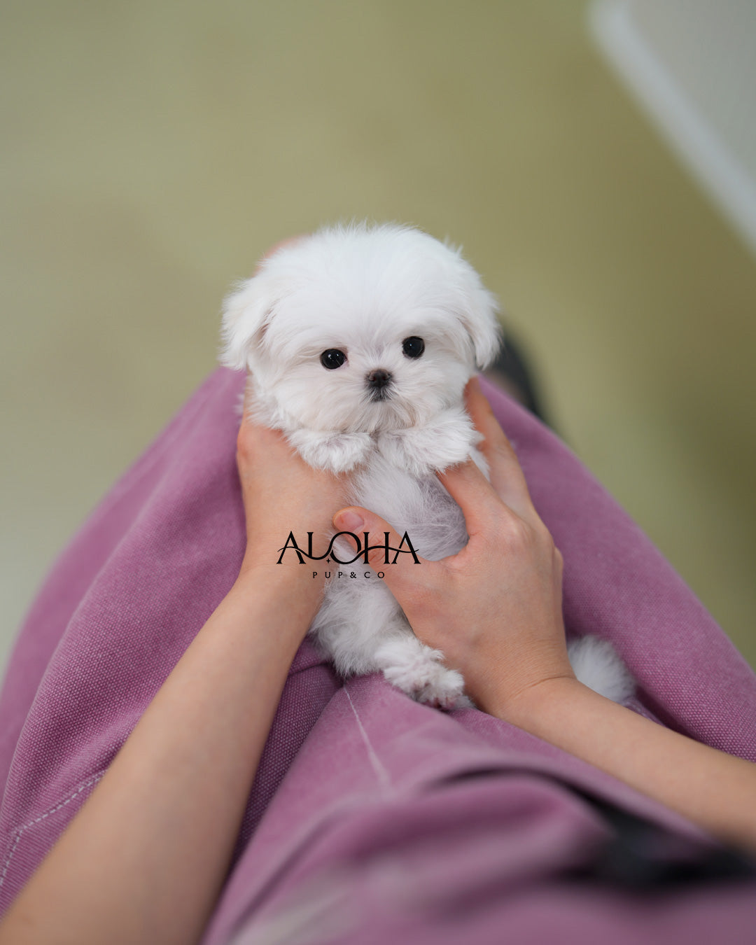Mini [TEACUP Maltese]