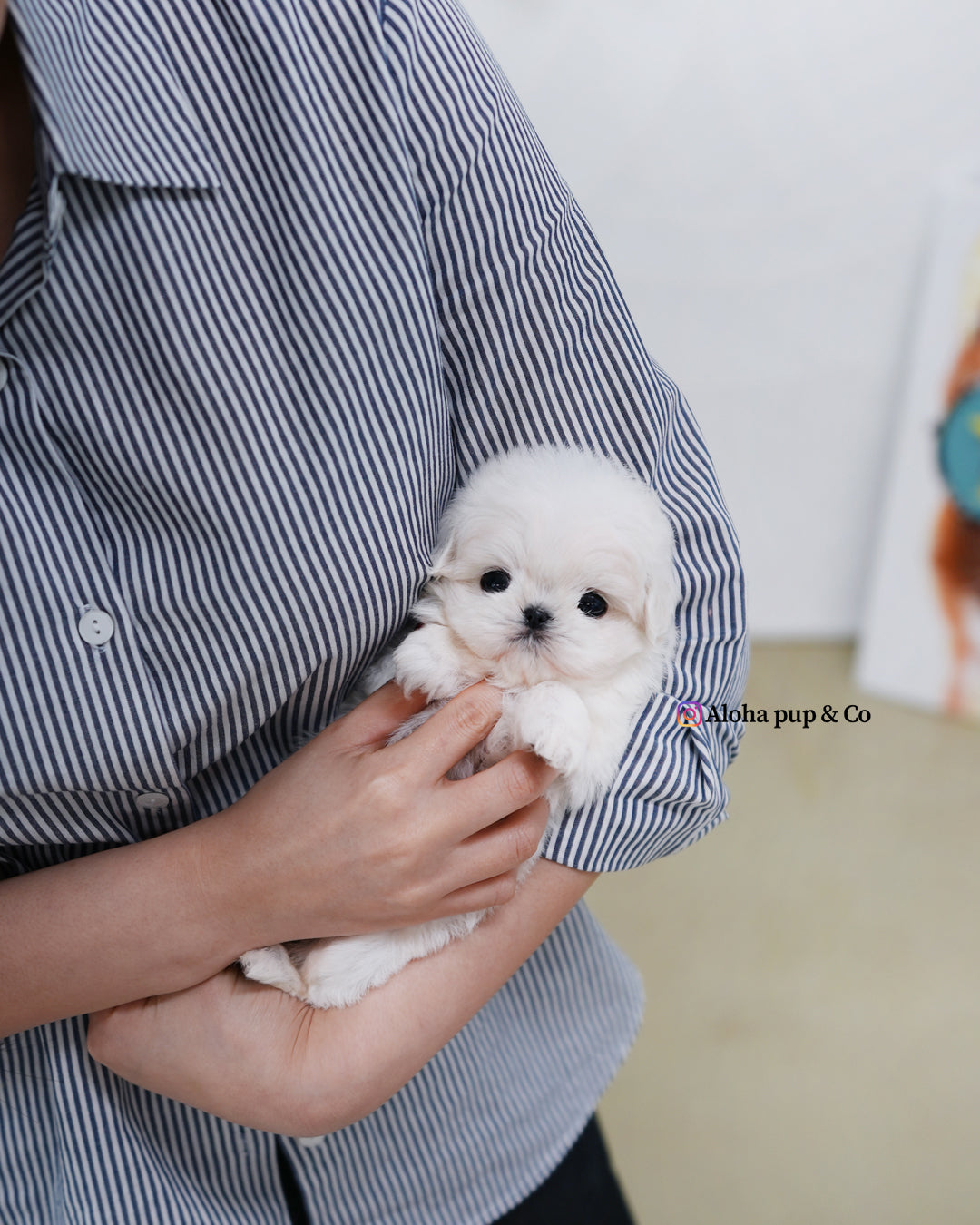 Honey [TEACUP MALTESE]