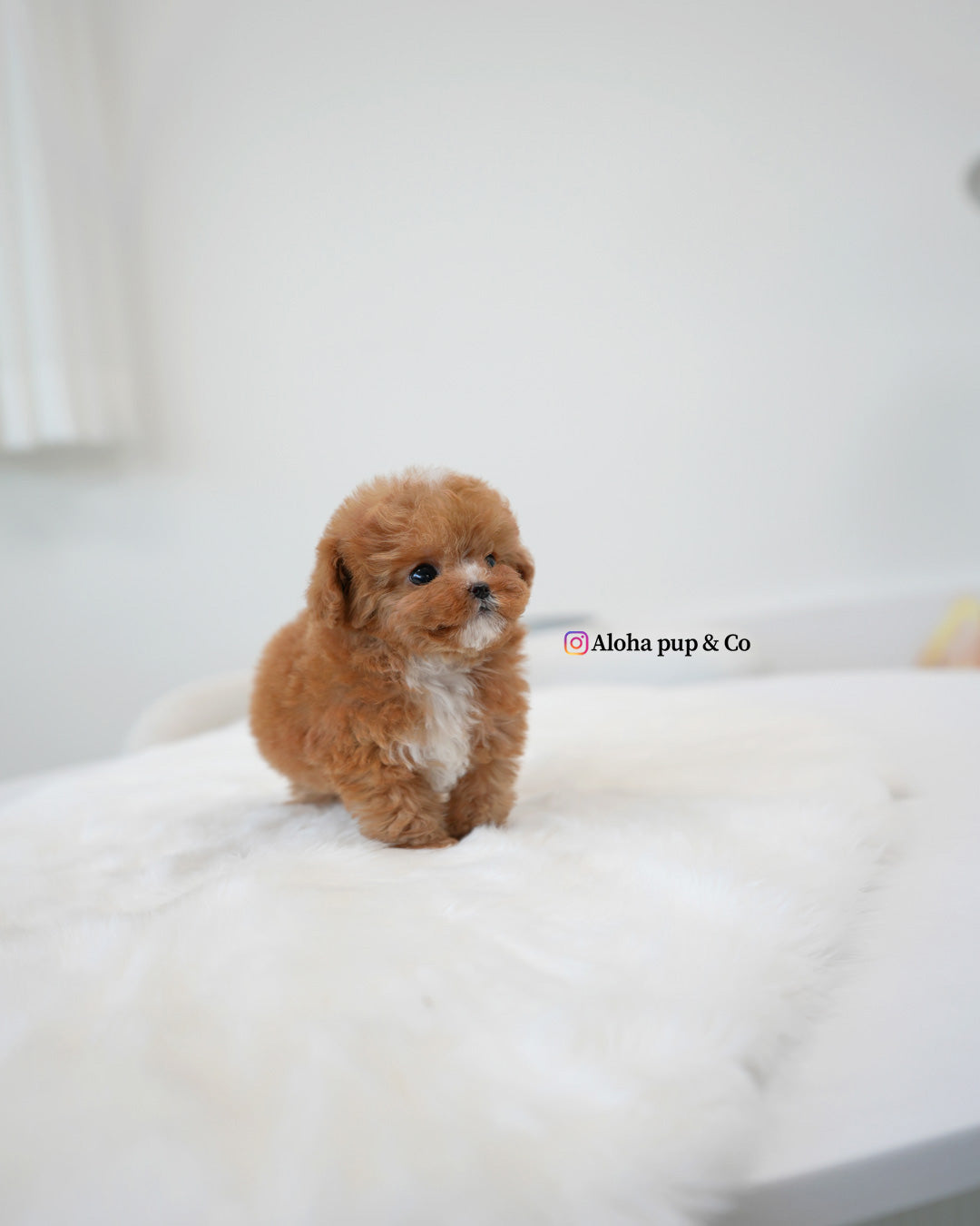 Barbie [TEACUP MALTIPOO]