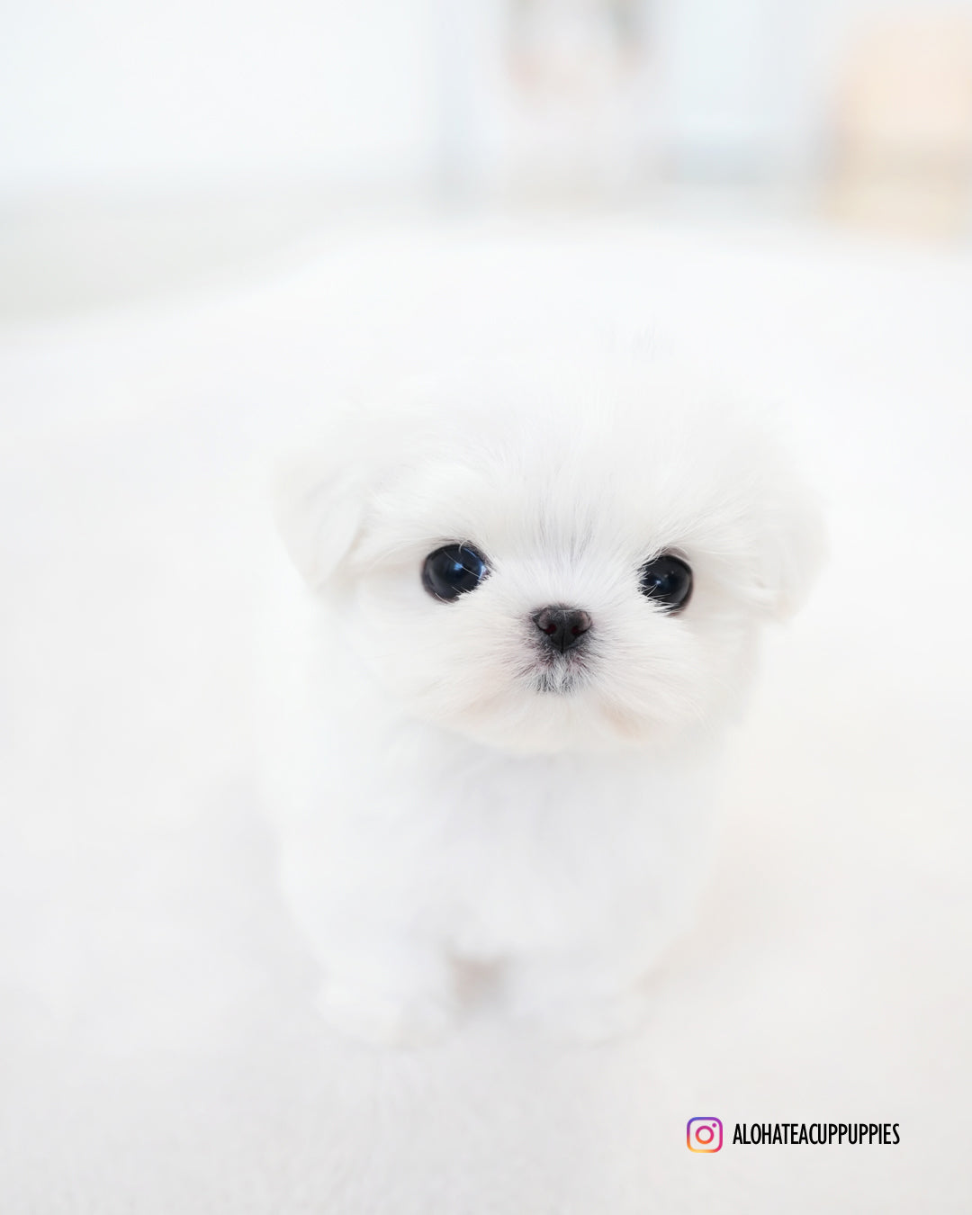 Noel [TEACUP MALTESE]