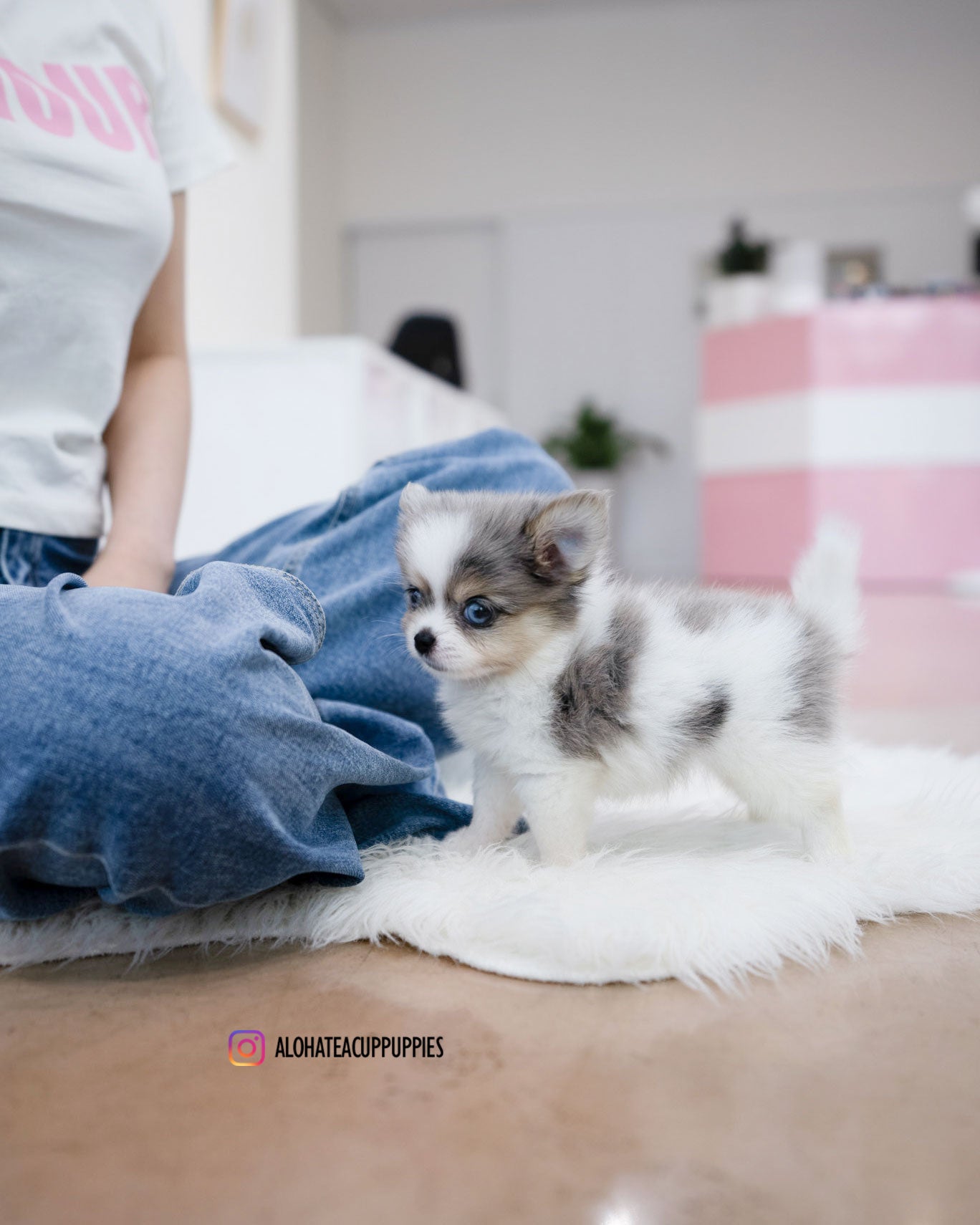 Berry [POMSKY TAZA DE TÉ]