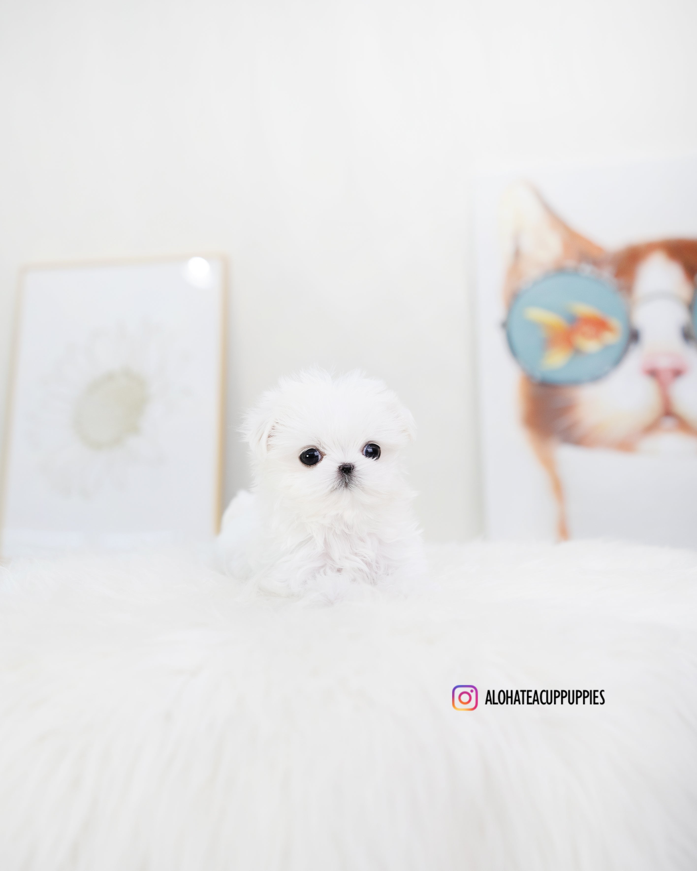 Orion [TEACUP MALTESE]