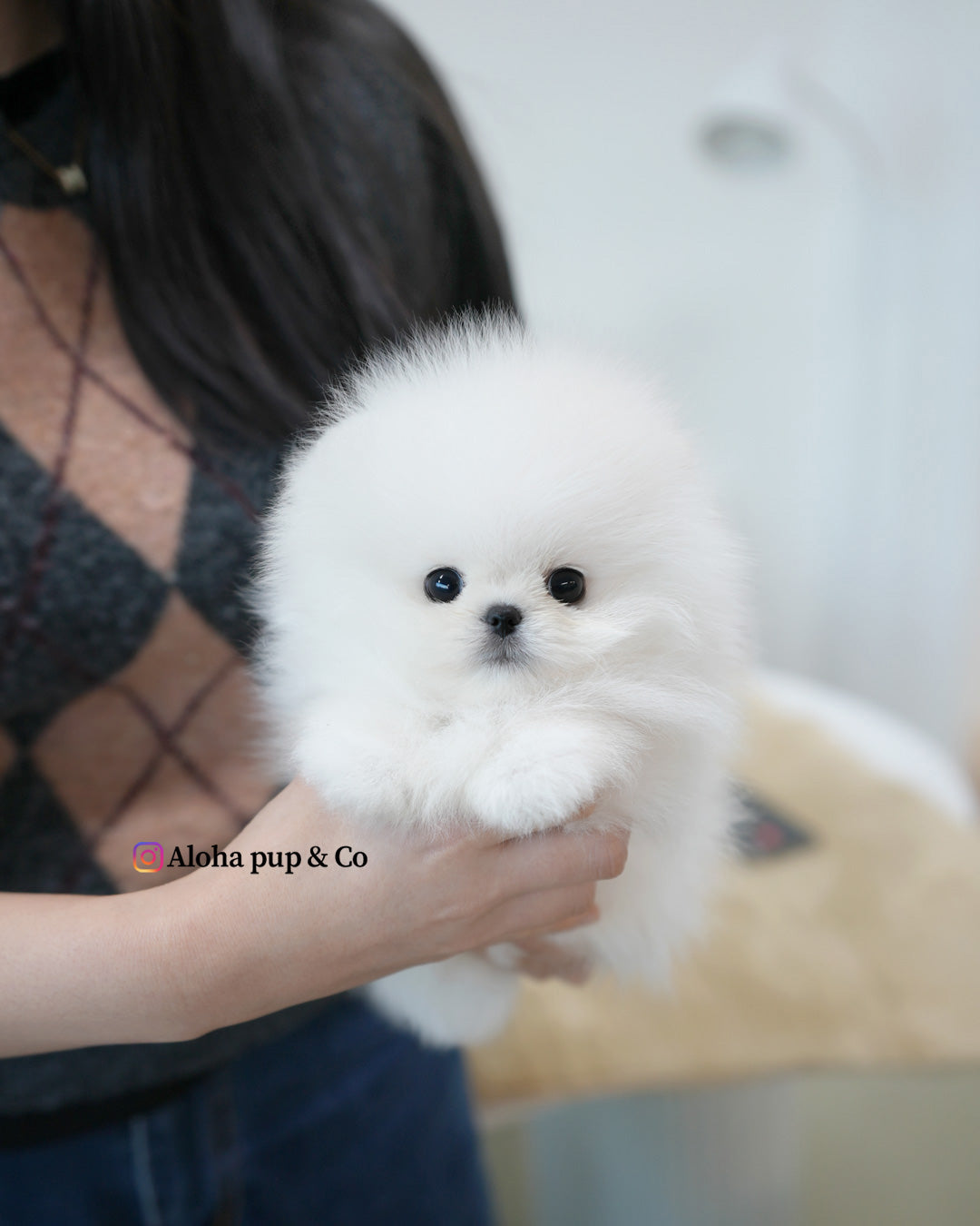 Tom [POMERANIA TIPO TAZA]
