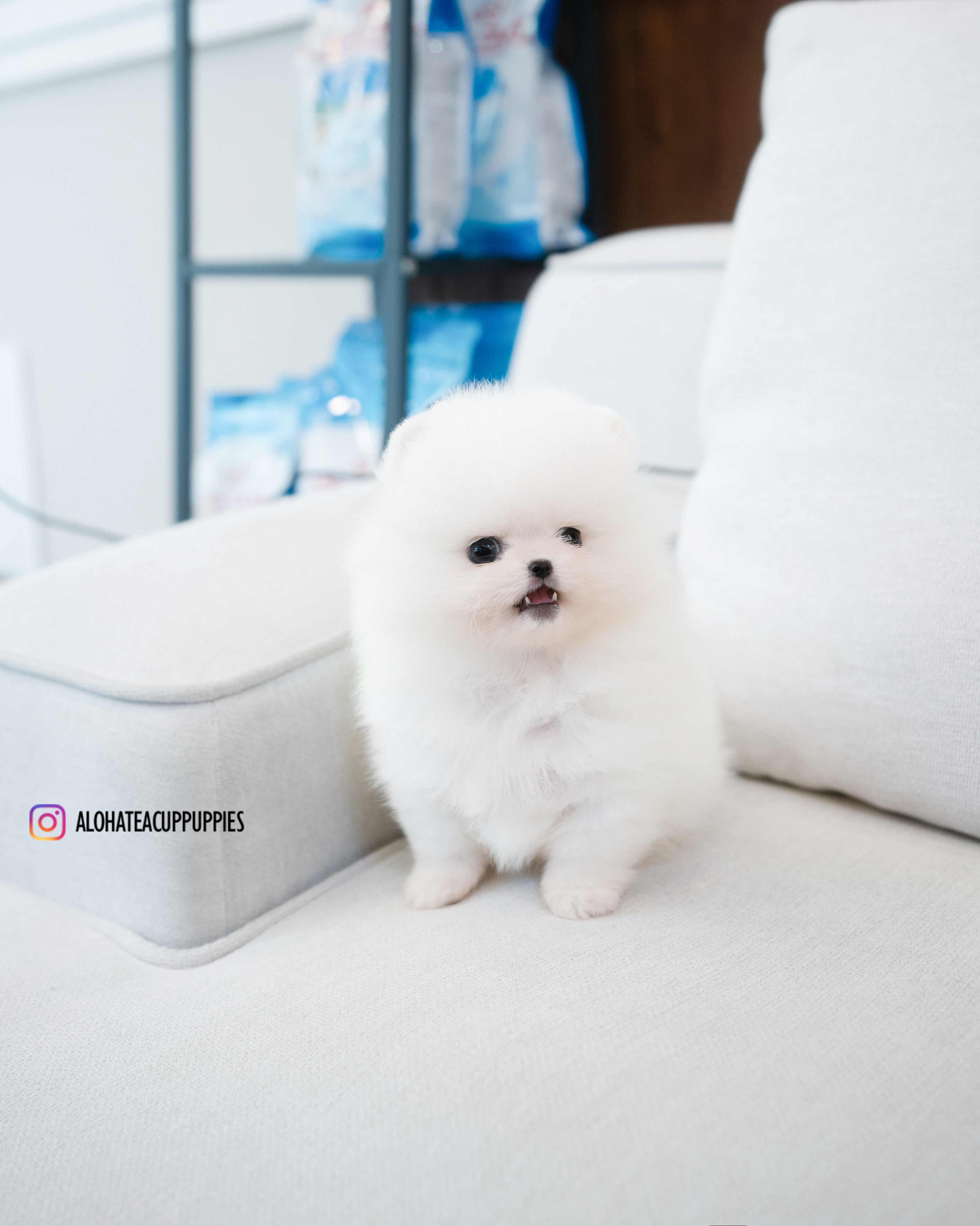 博诺 [茶杯博美犬]