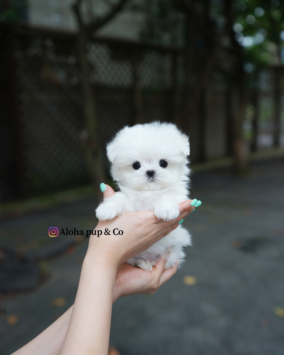 Lime [TEACUP MALTESE]
