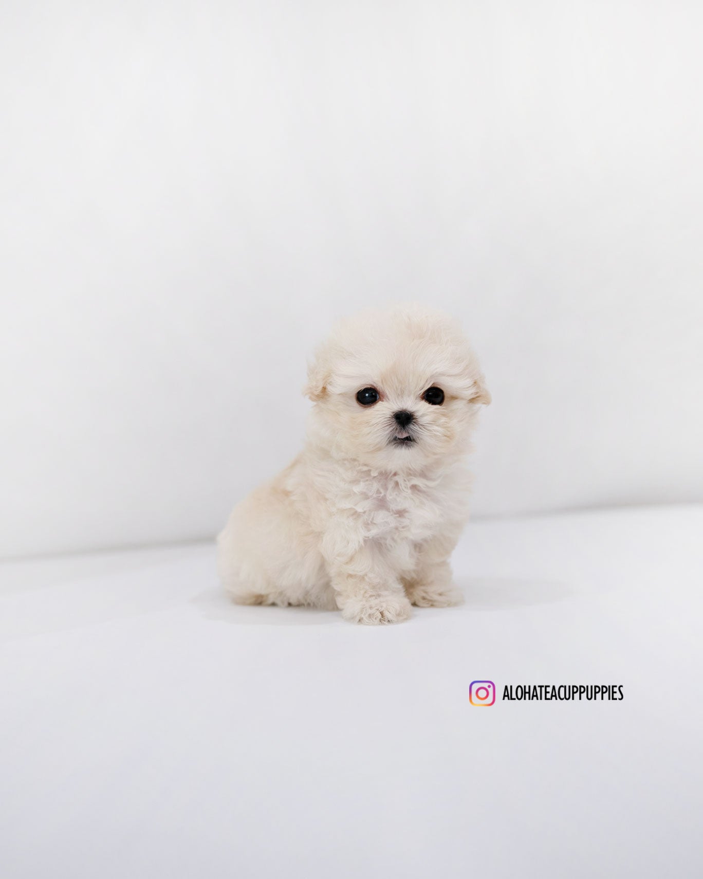 Donna [TEACUP MALTIPOO]