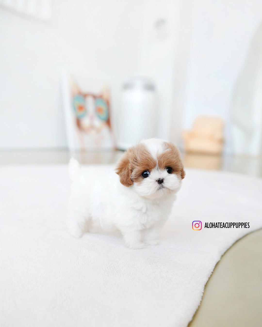 Lucy [TEACUP MALTIPOO]