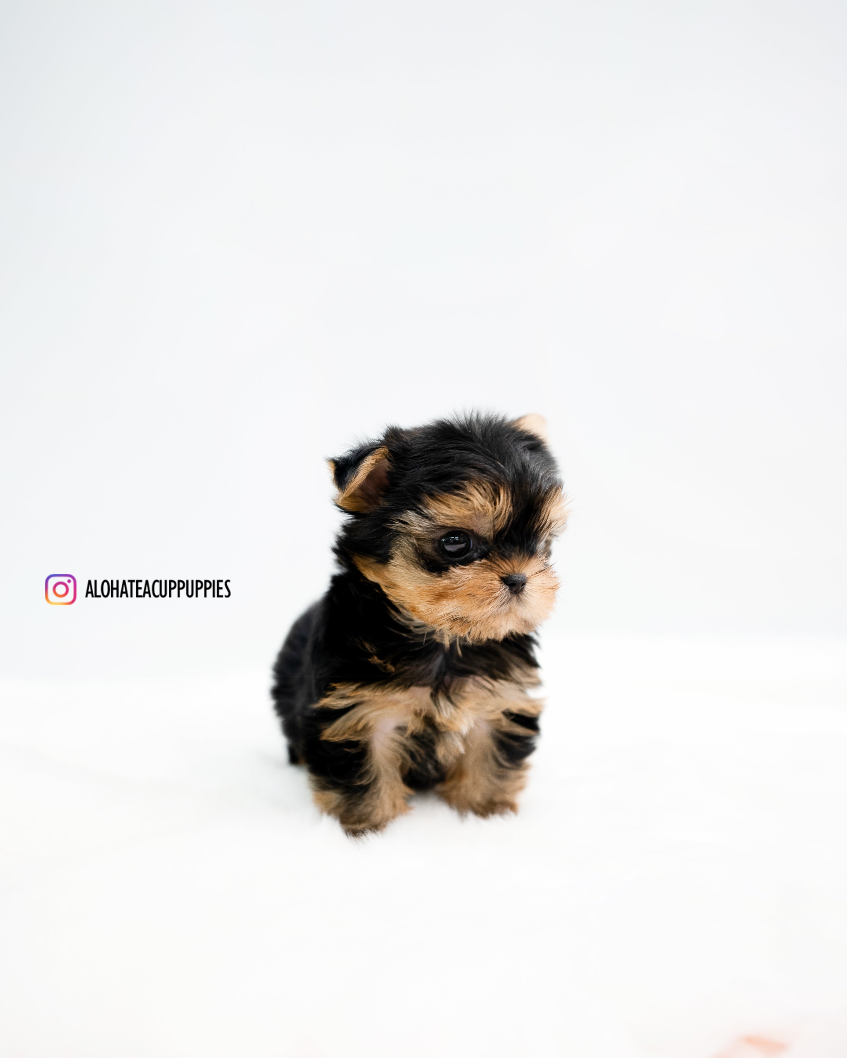 Felix [TEACUP YORKIE]