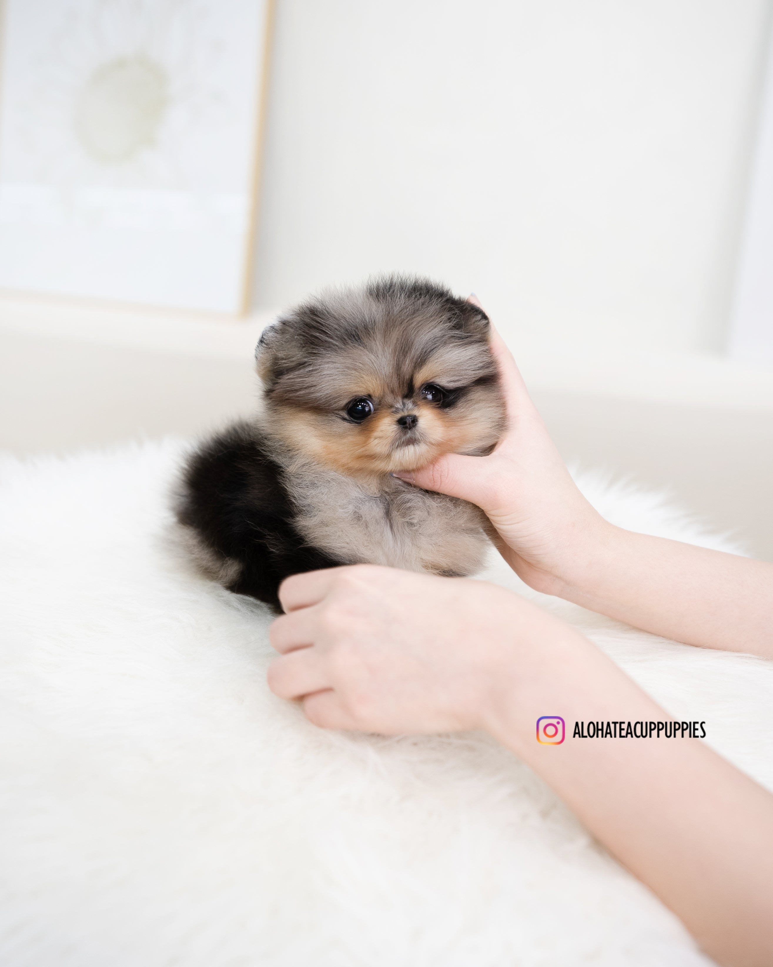 Kiara [TEACUP POMERANIAN]