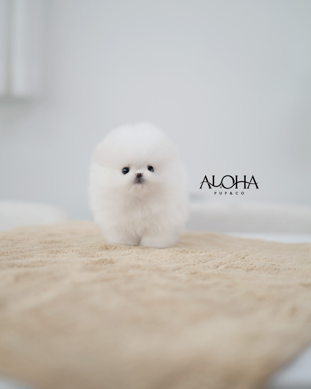 Anna [TEACUP POMERANIAN]