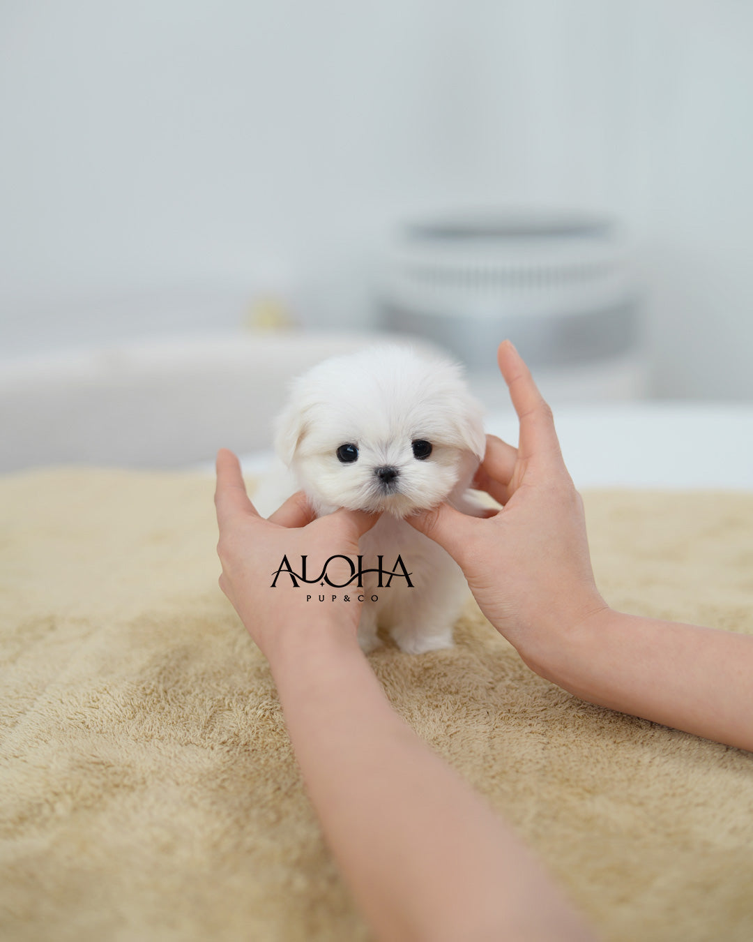 Lio [TEACUP Maltese]