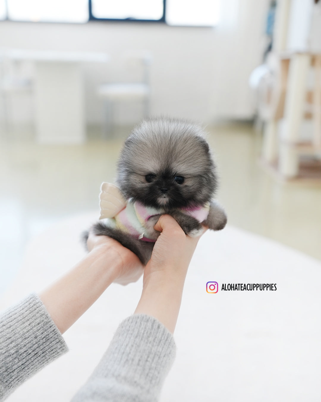 宝格丽 [茶杯博美犬]