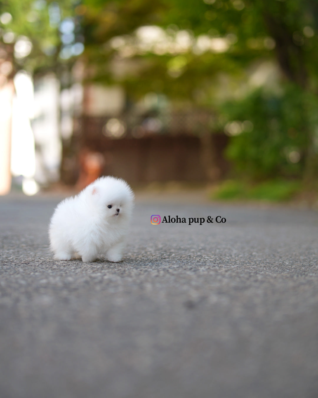 薇薇安 [茶杯博美犬]