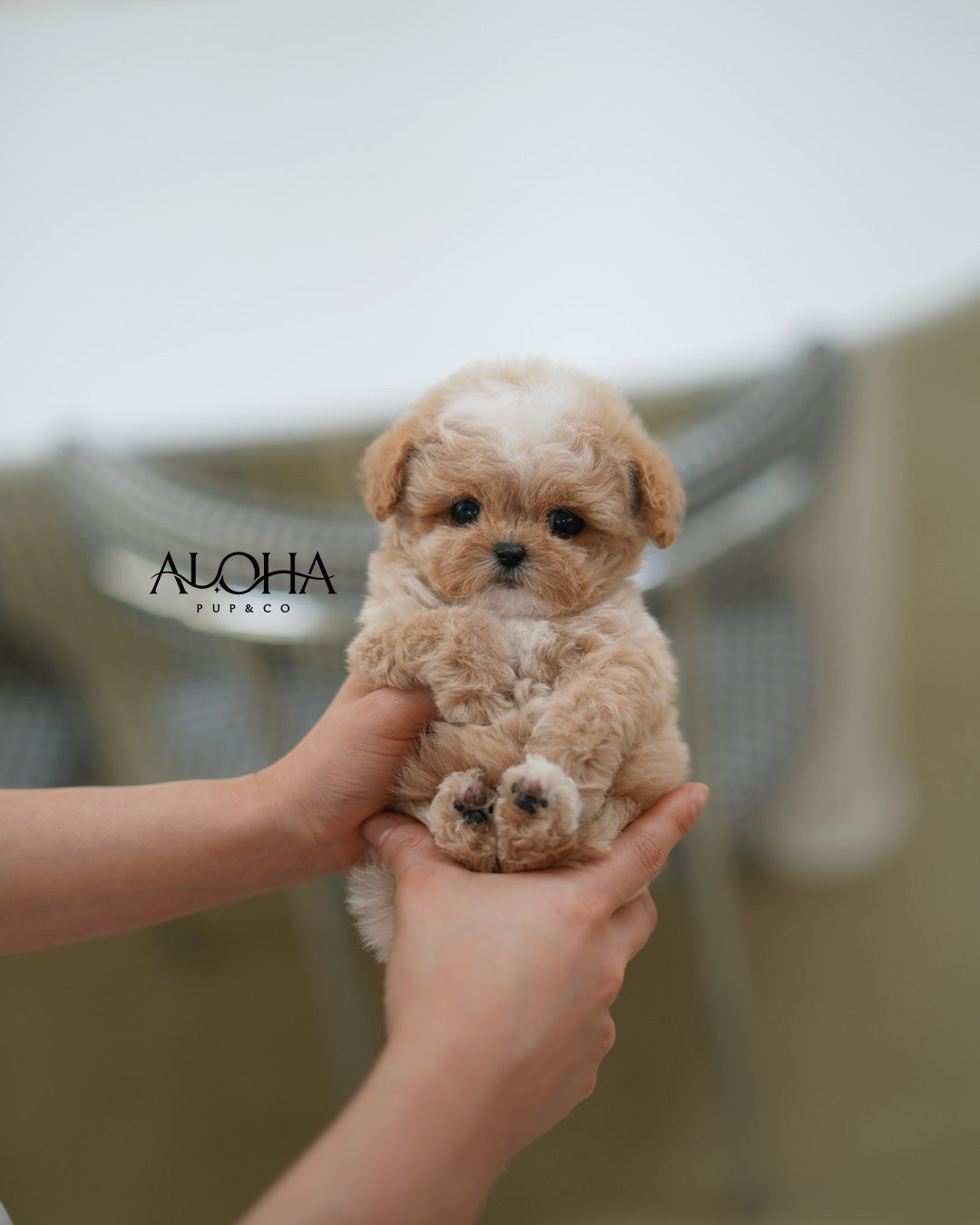 Berry [TEACUP MALTIPOO]