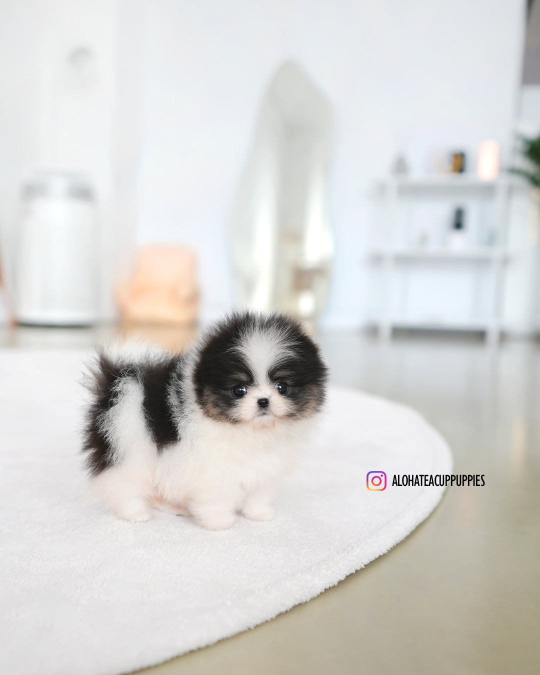 鼠尾草 [茶杯博美犬]