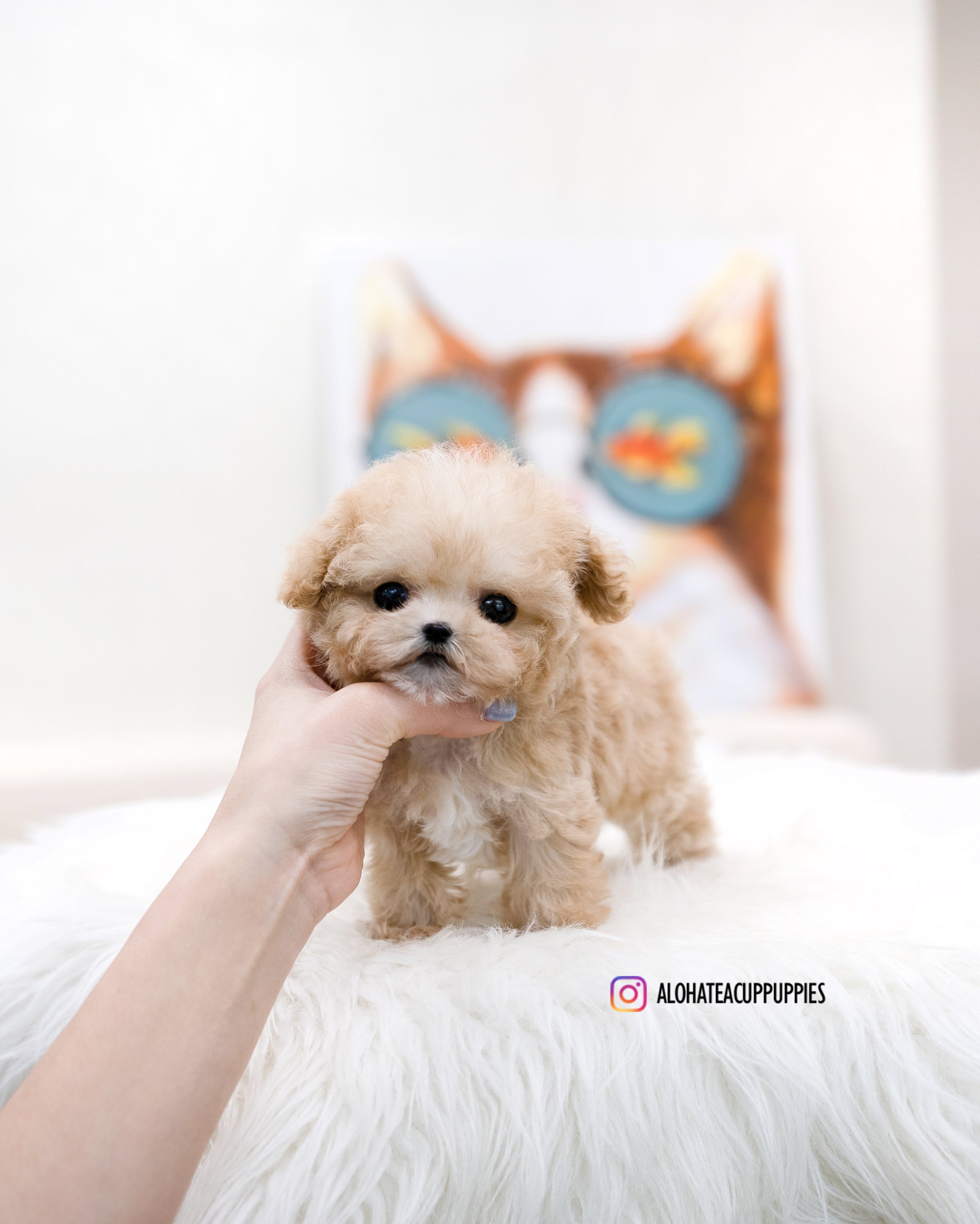 Fay [TEACUP MALTIPOO]
