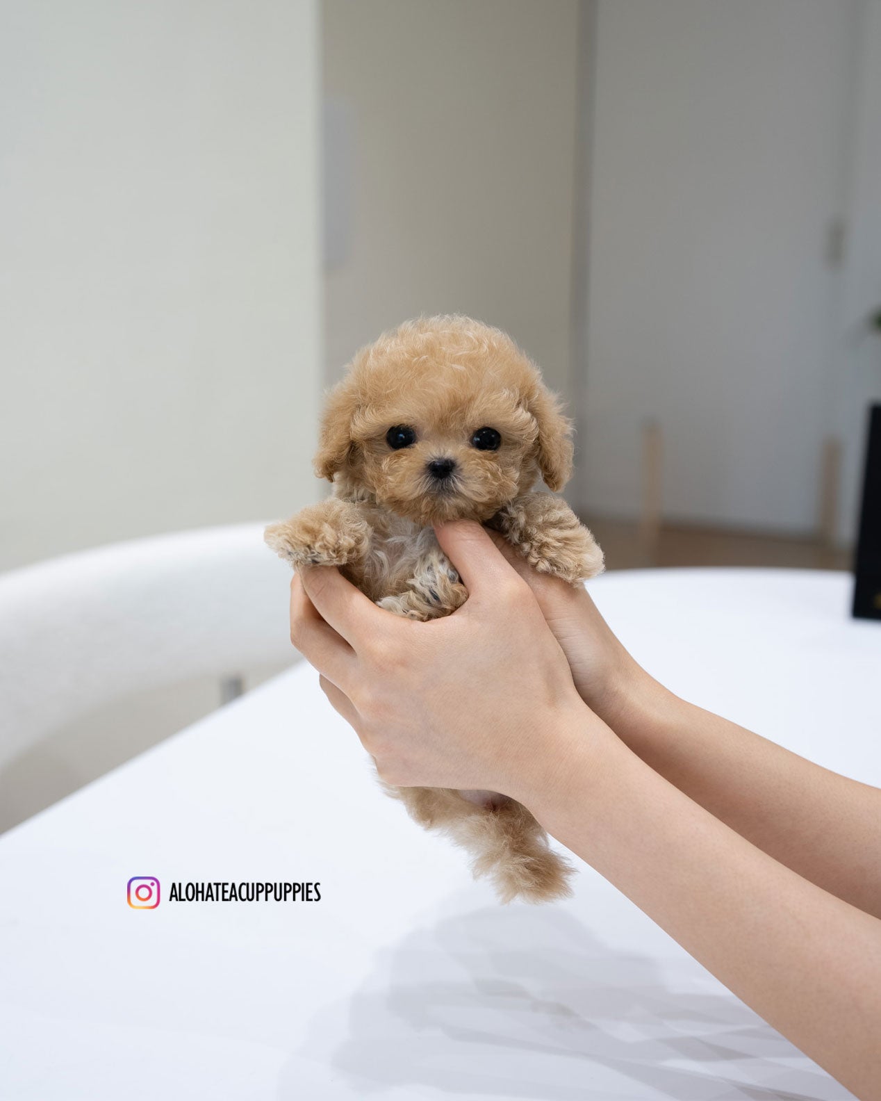Jace [TEACUP POODLE]