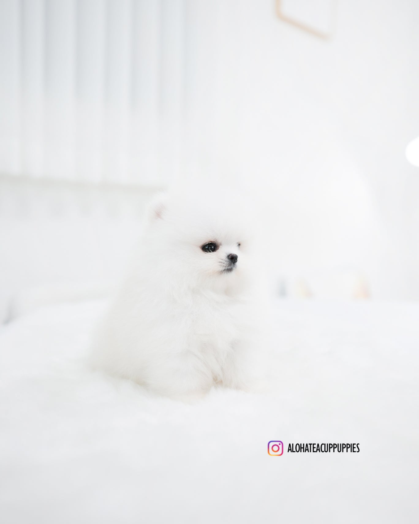 Wanda [茶杯博美犬]