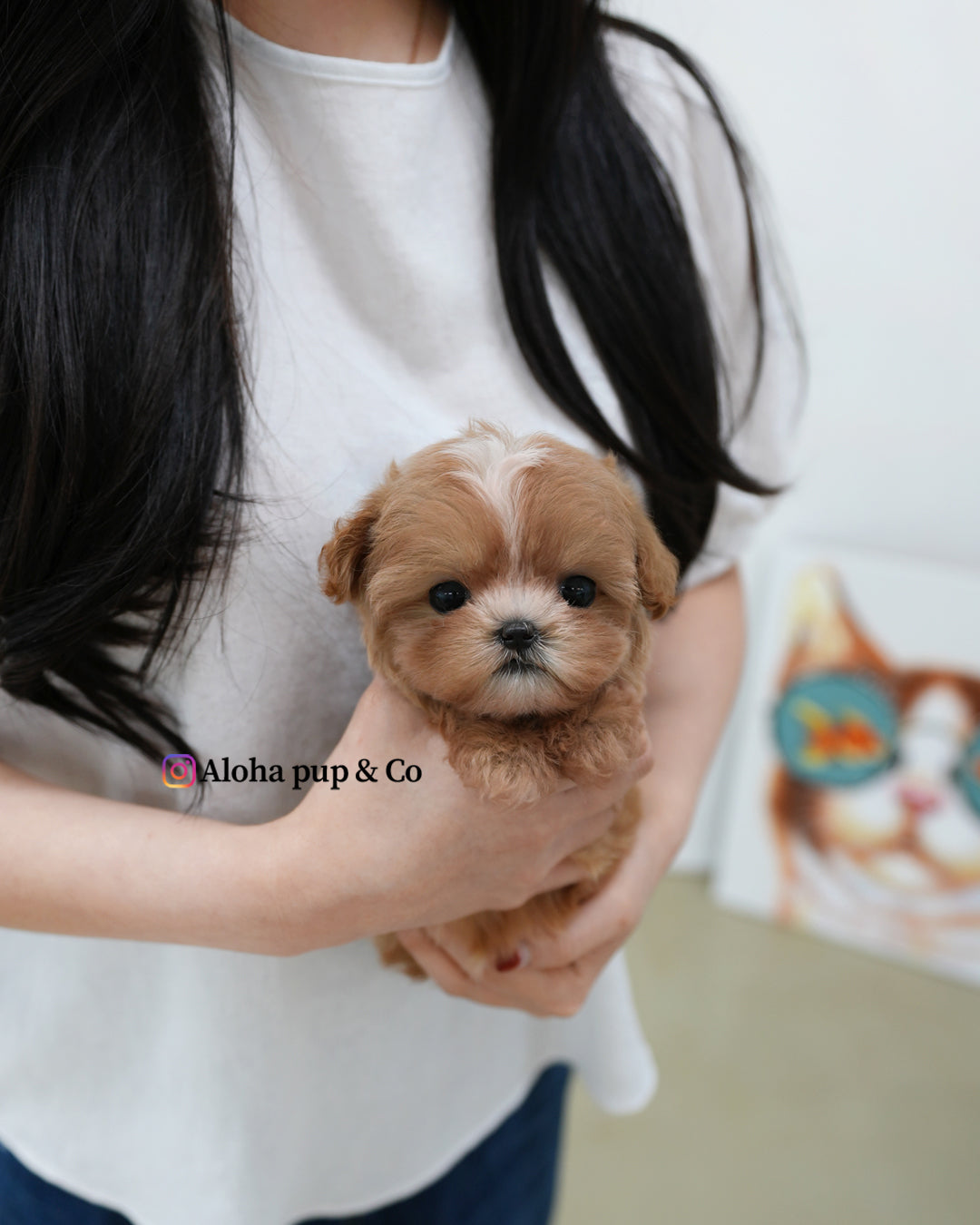 Zeno [TEACUP MALTIPOO]