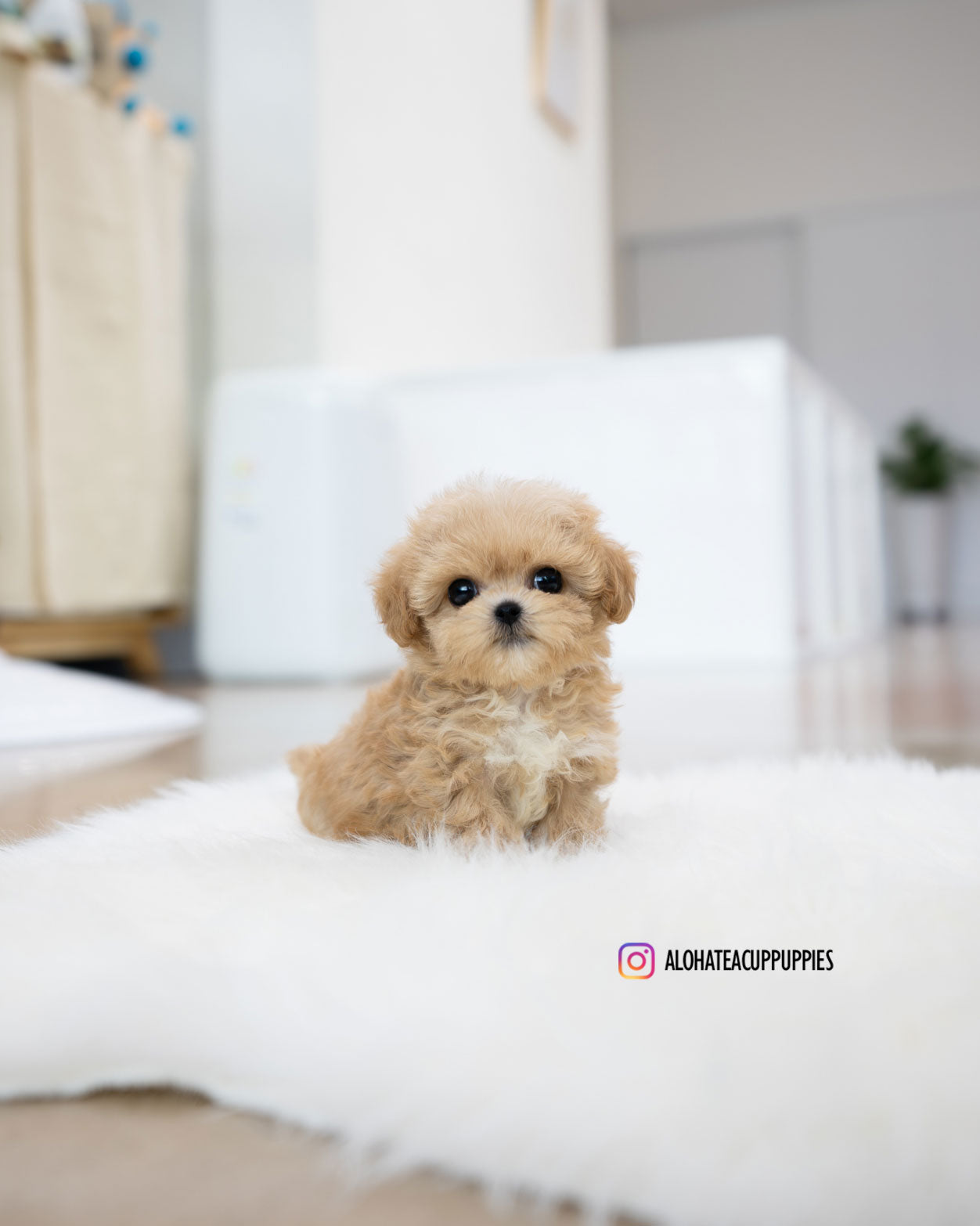 Benji [TEACUP MALTIPOO]