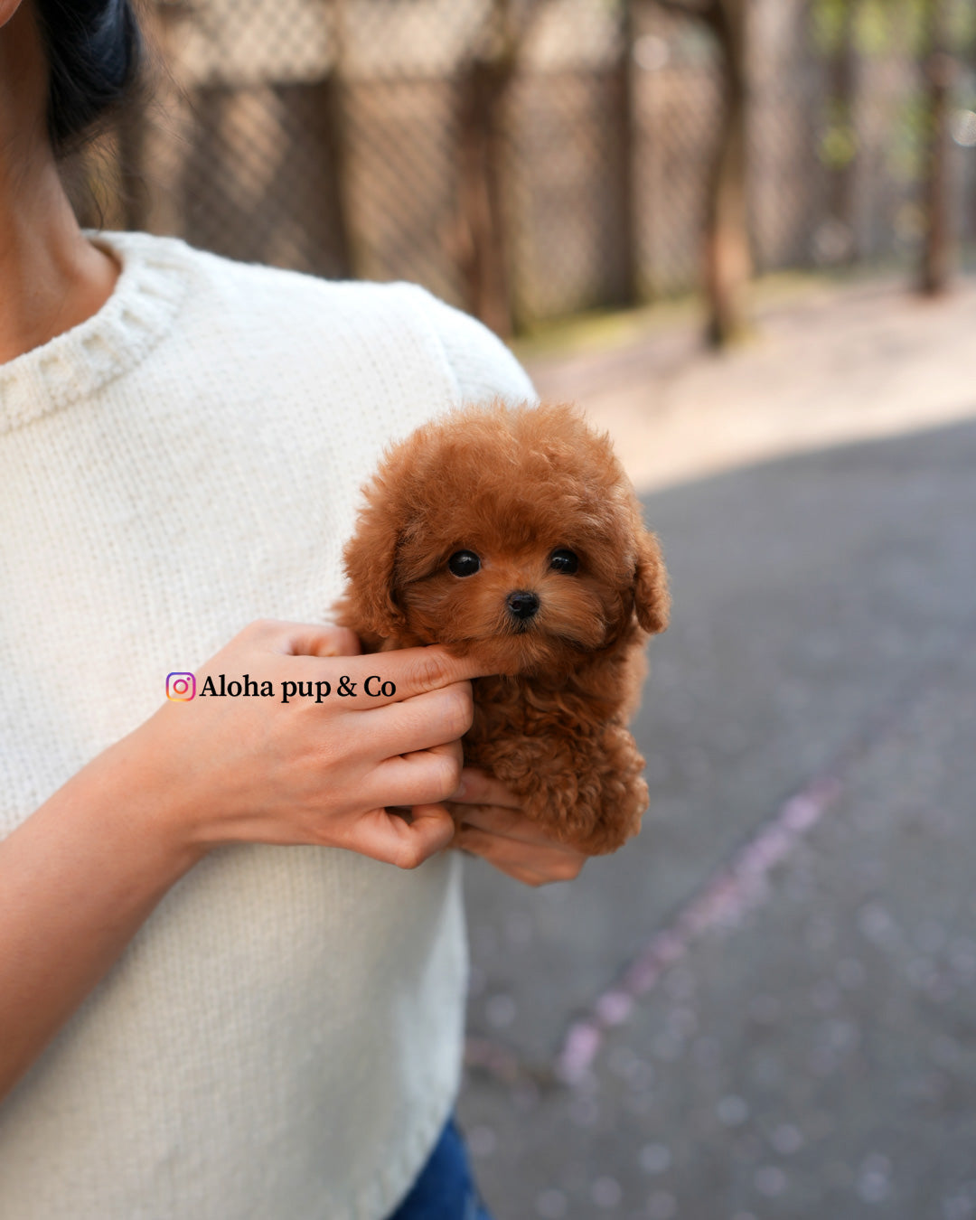 Jed [TEACUP POODLE]