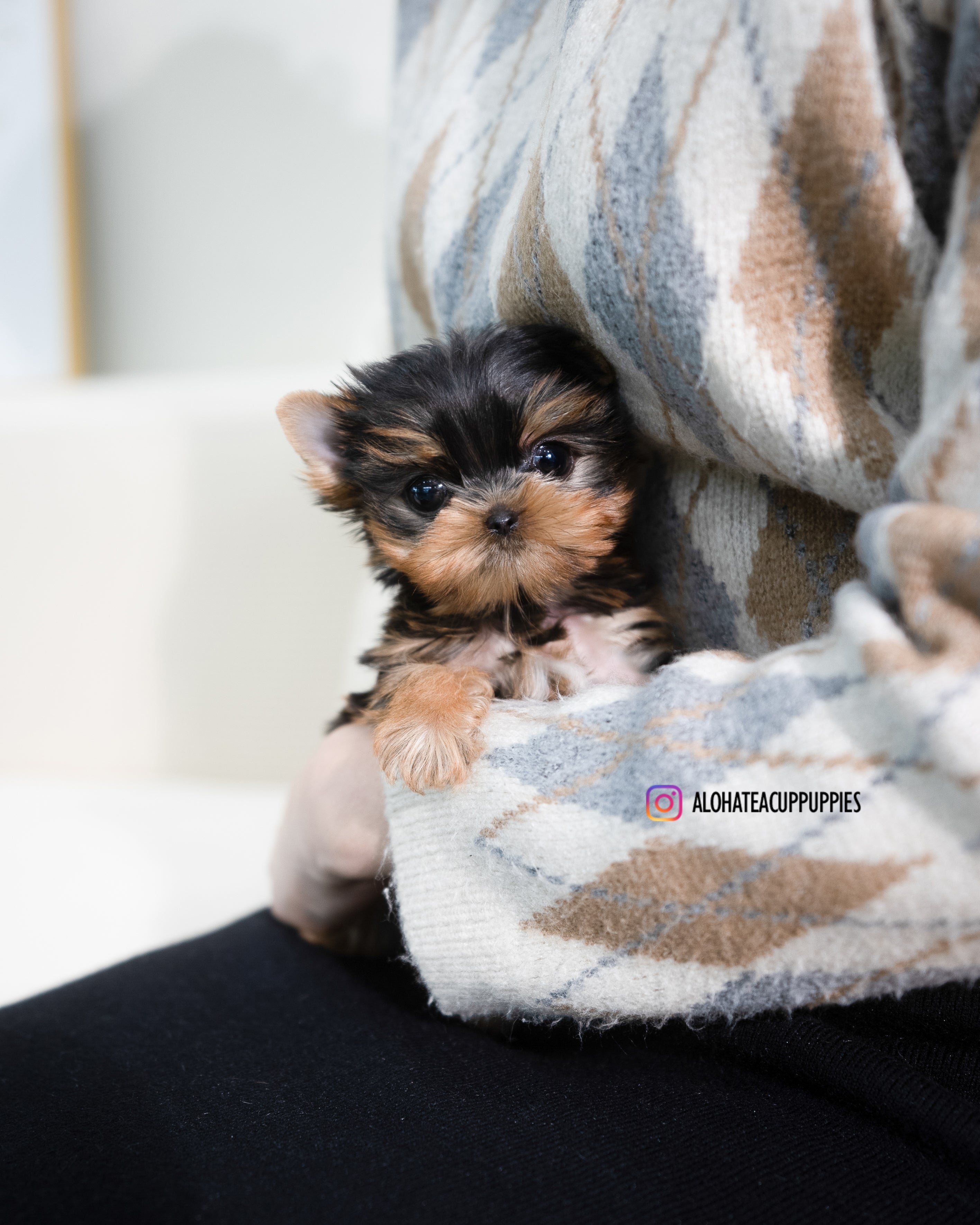 Rui [TEACUP YORKIE]