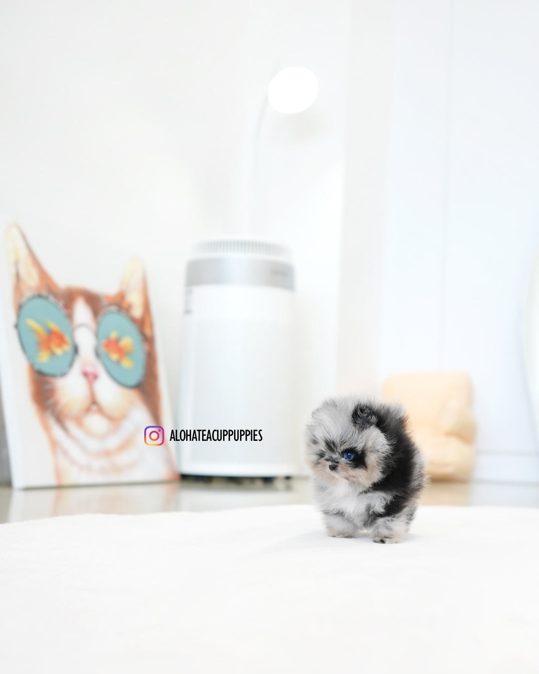 Benny [POMERANIA TAZA DE TÉ]