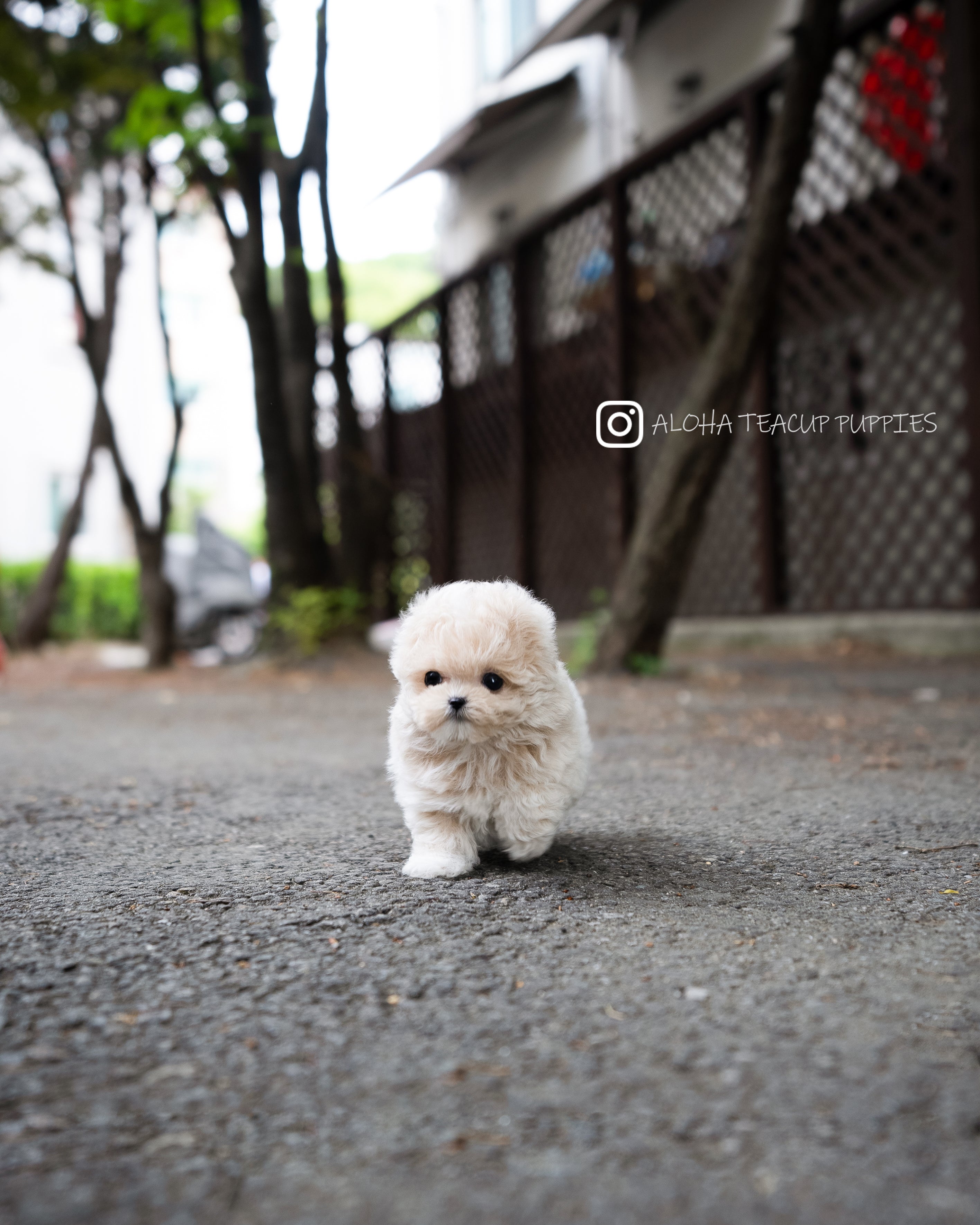 Ozzy [TEACUP MALTIPOO]
