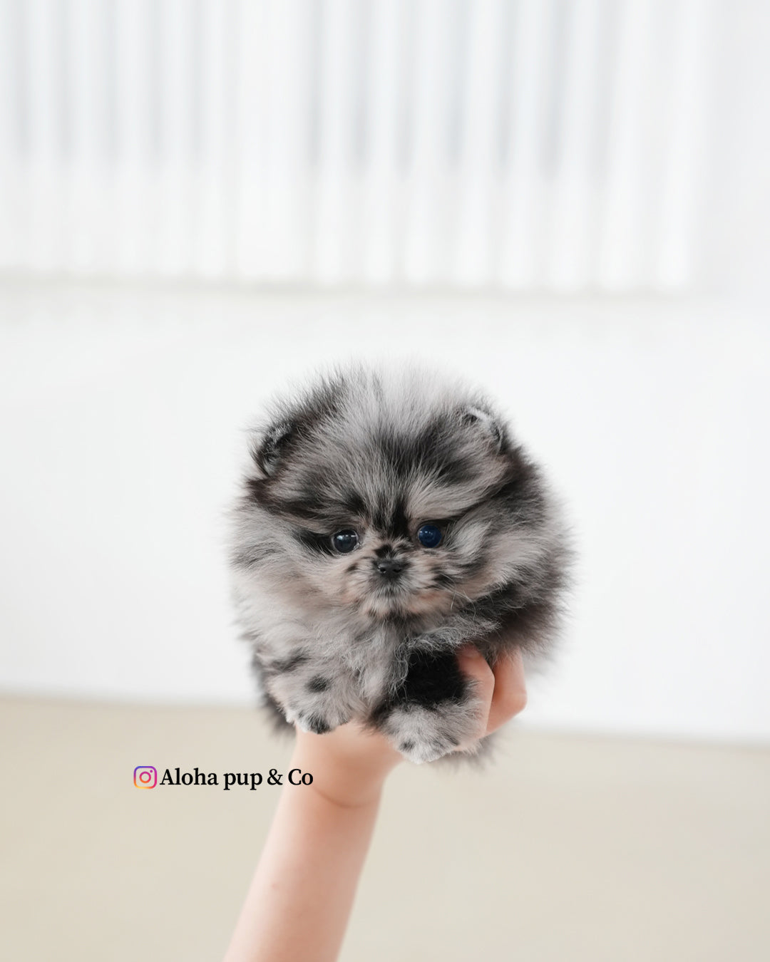 巴黎【茶杯博美犬】