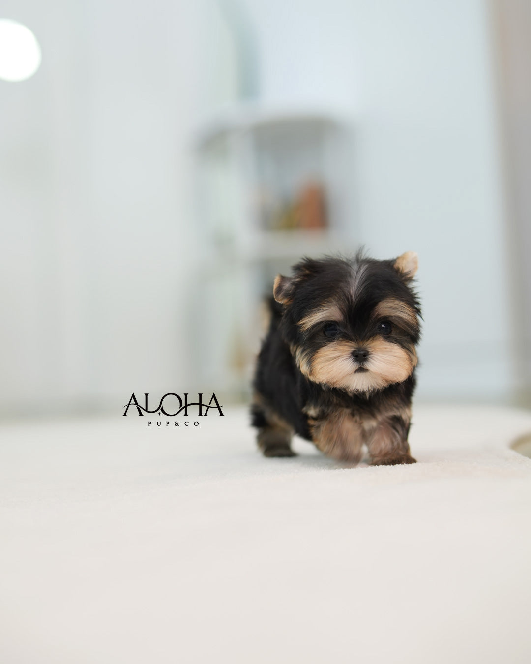 Laya [Teacup Morkie]