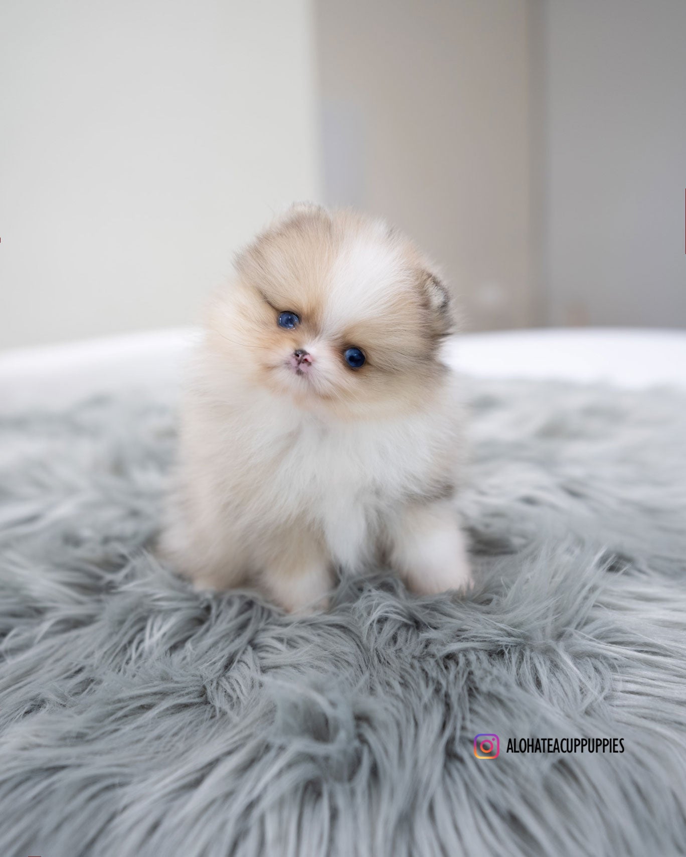 Leal [POMERANIA TAZA DE TÉ]