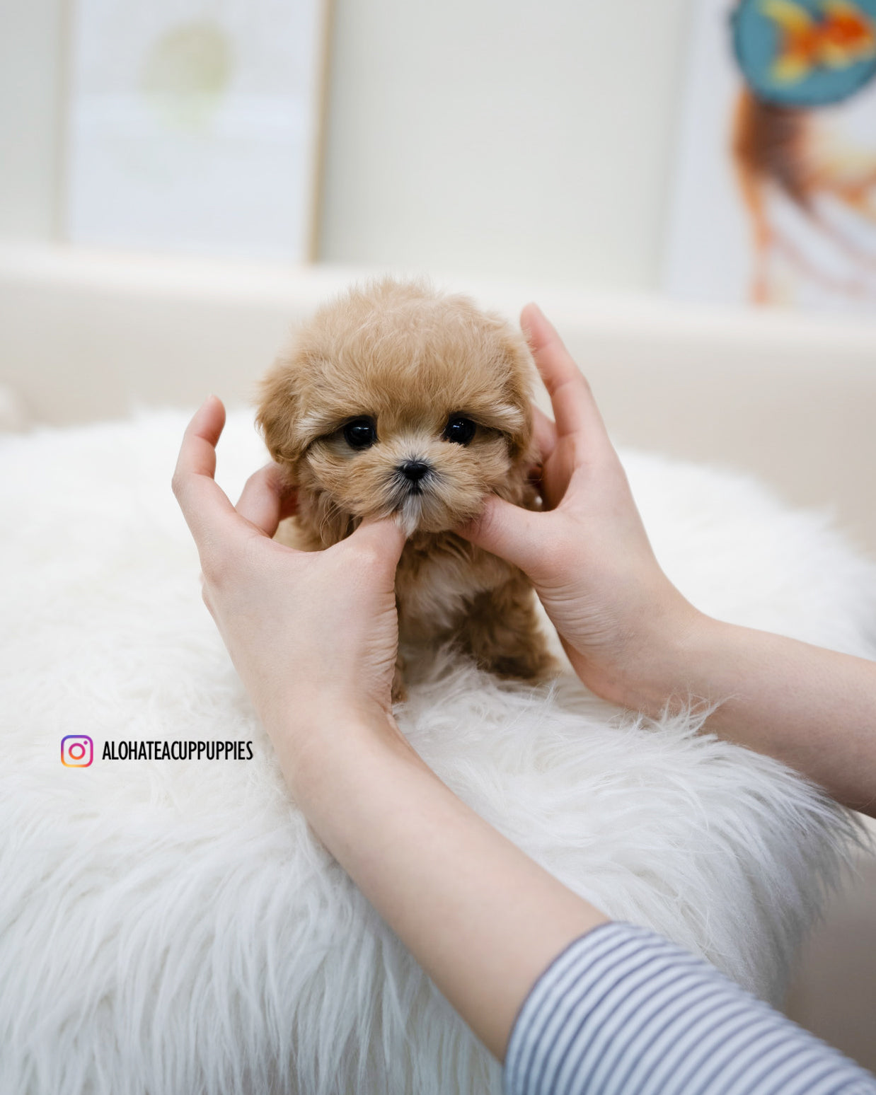 Mignon [TEACUP MALTIPOO]