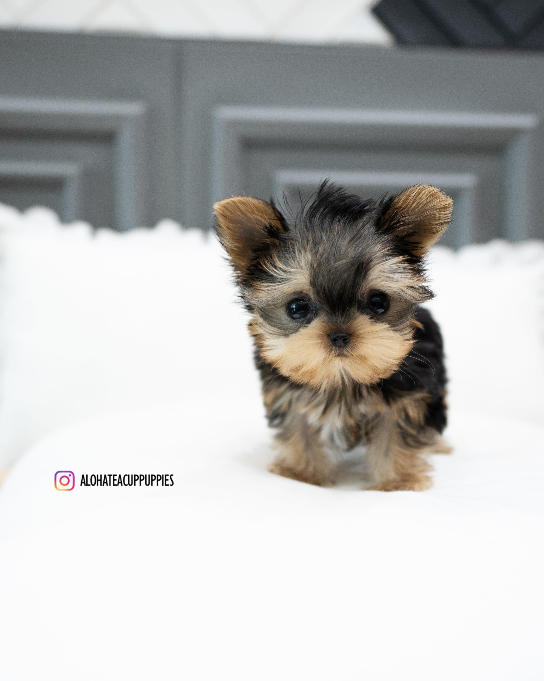 Bailey [TEACUP YORKIE]