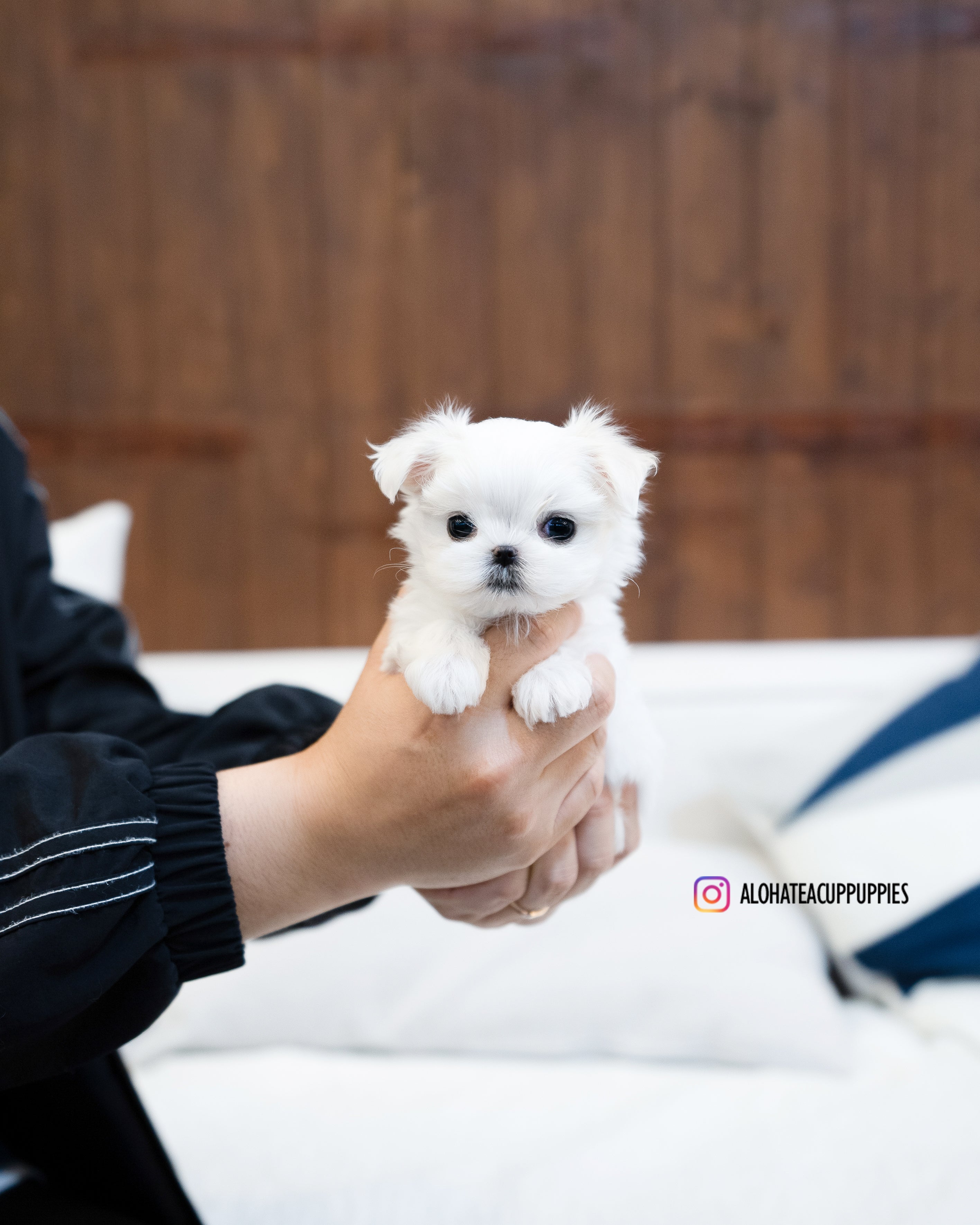 Elena [TEACUP MALTESE]