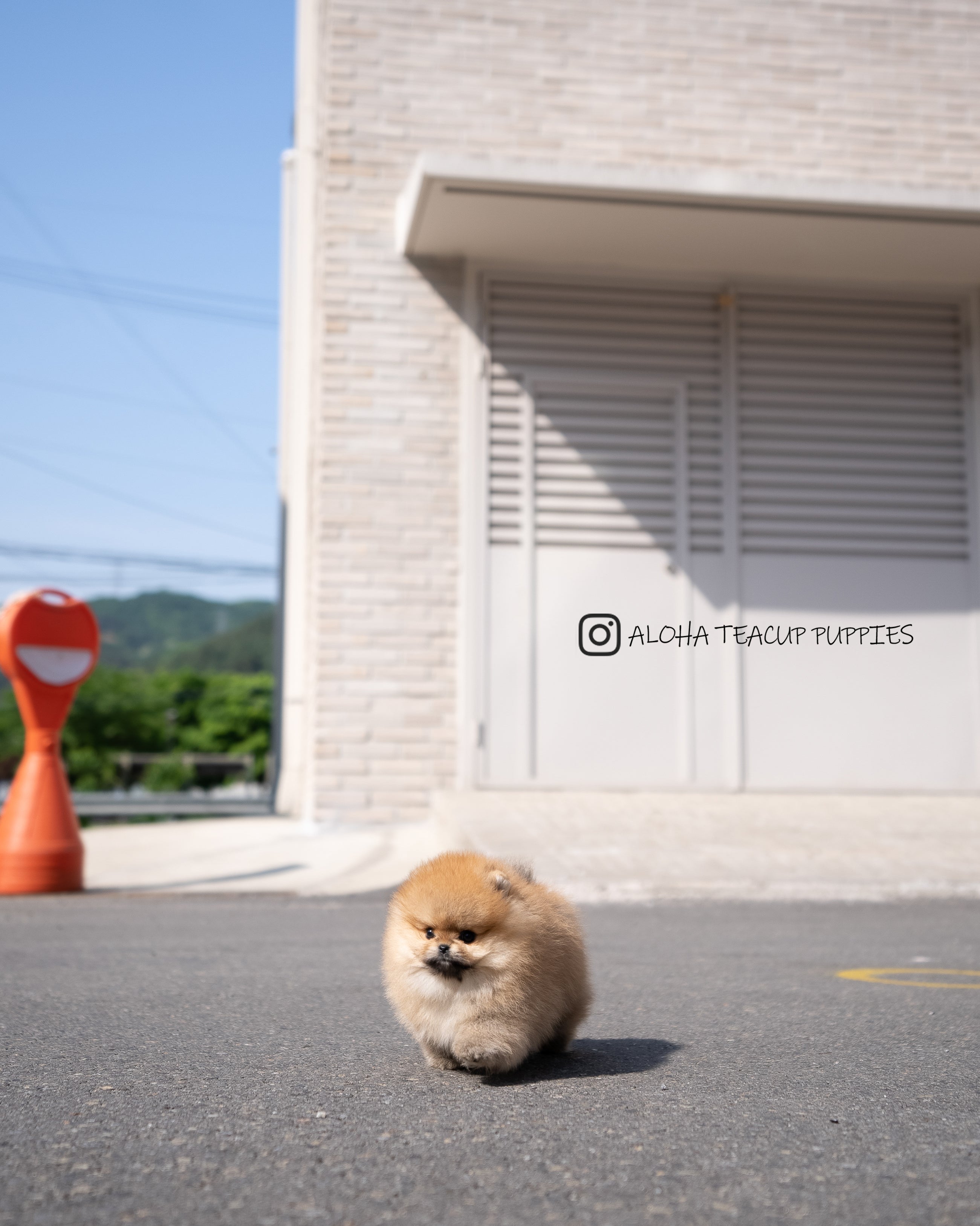 Theo [POMERANIA TAZA DE TÉ]