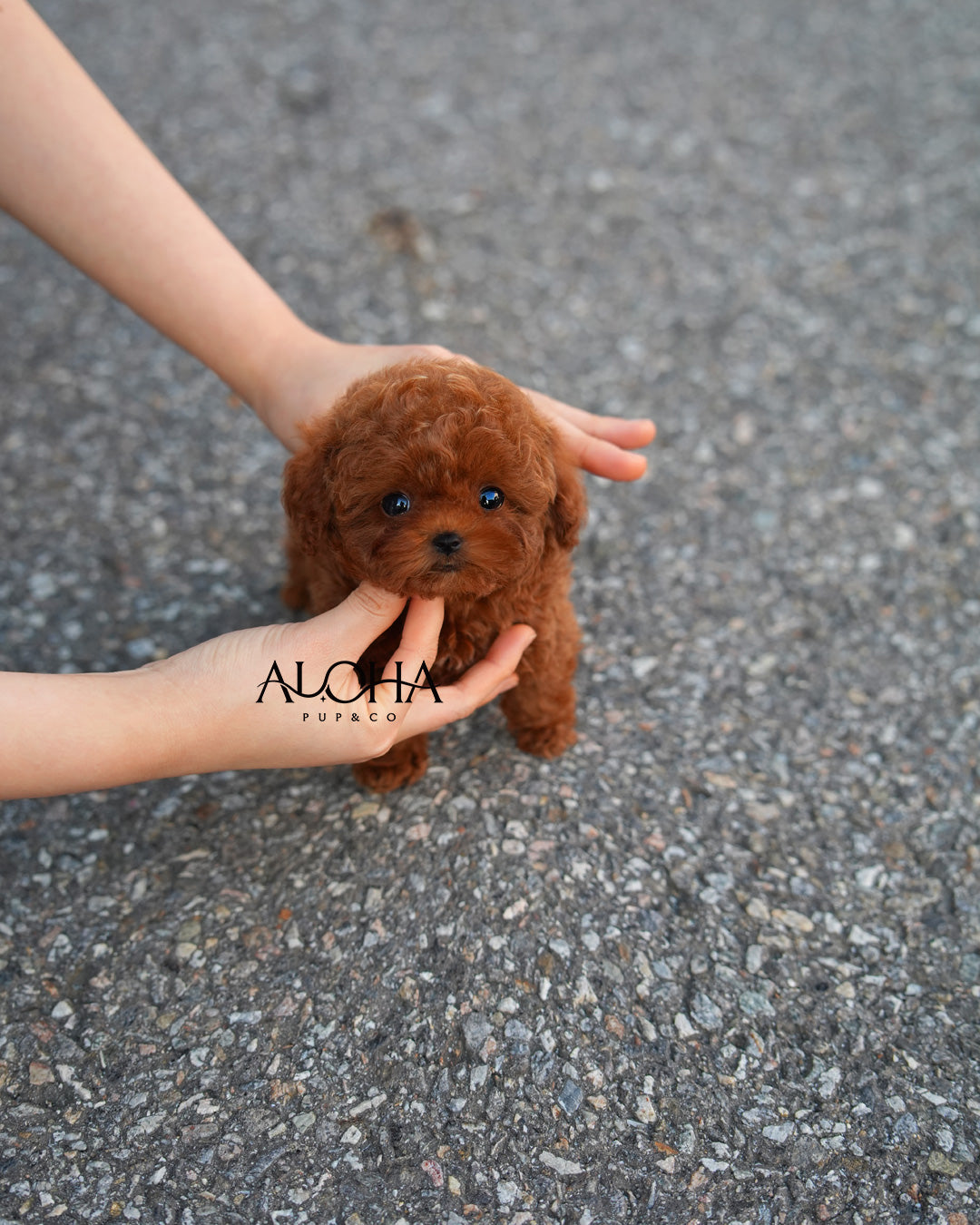 Bambi [TEACUP POODLE]