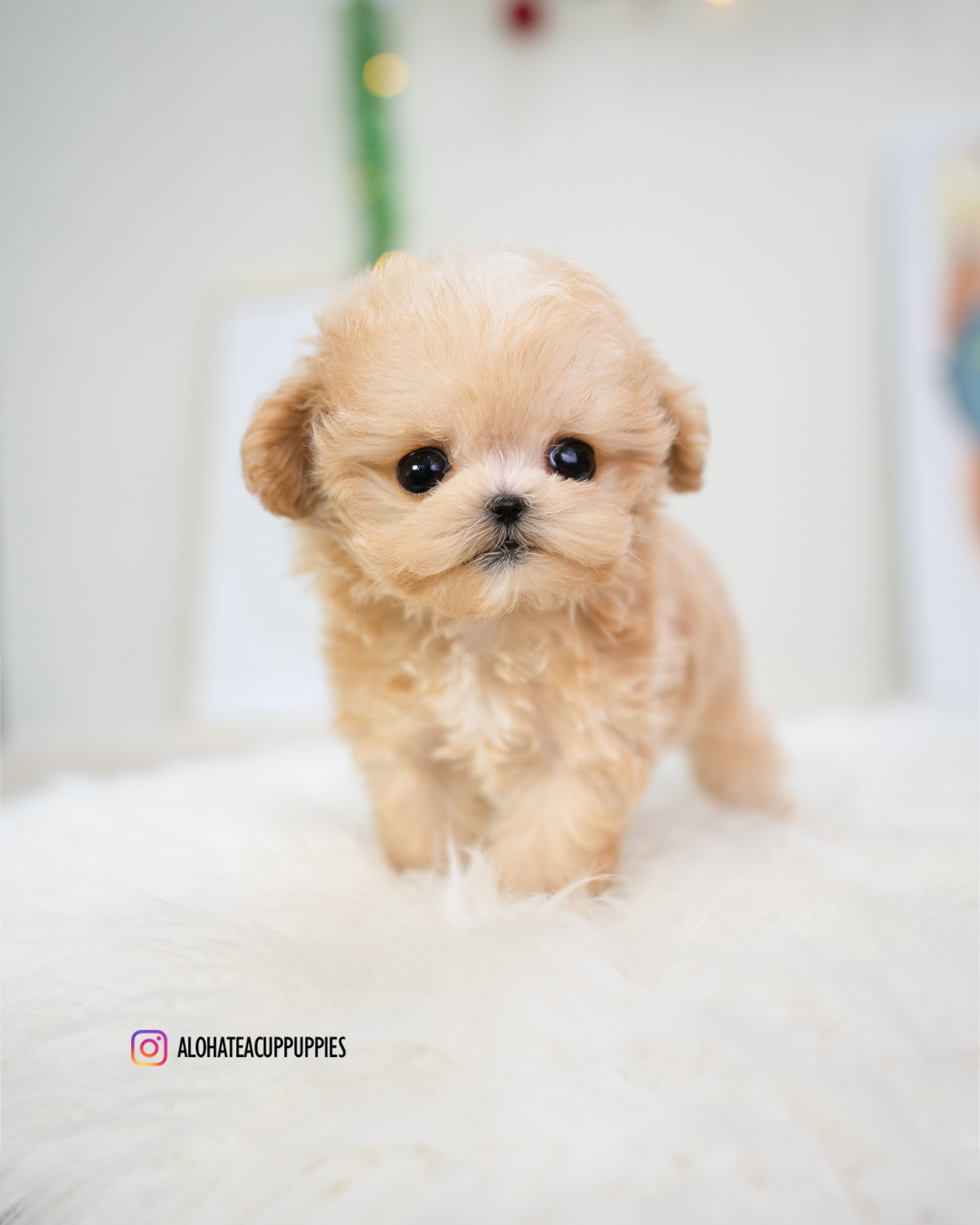 Gucci [TEACUP MALTIPOO]