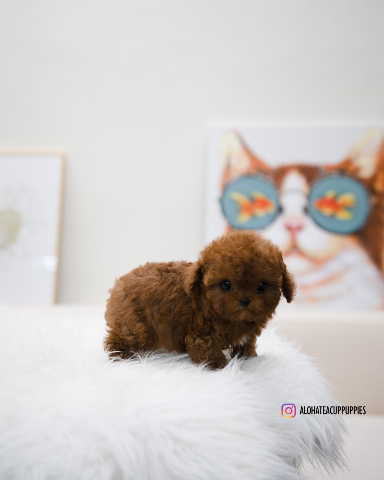 Reve [TEACUP POODLE]