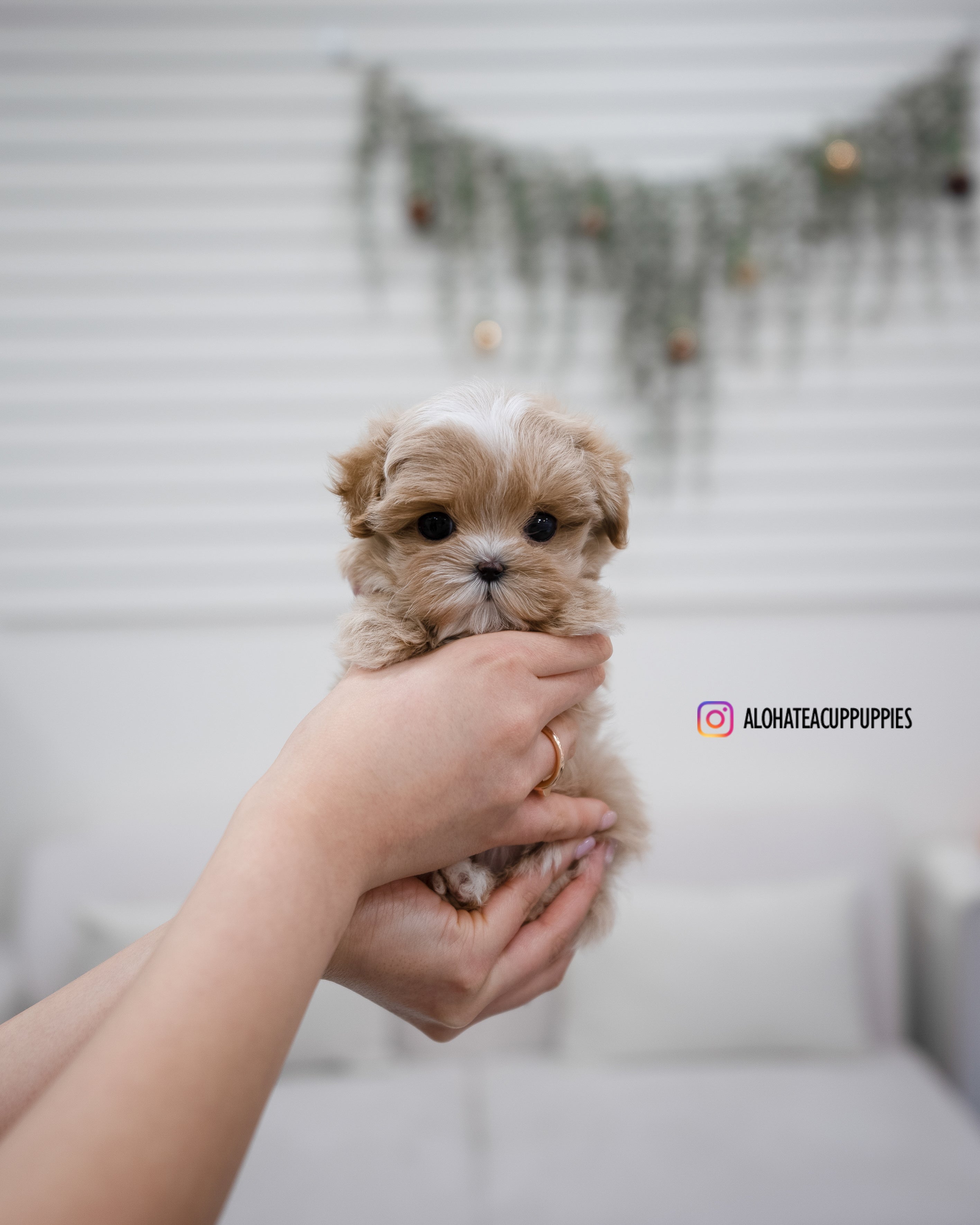 Apple [TEACUP MALTIPOO]