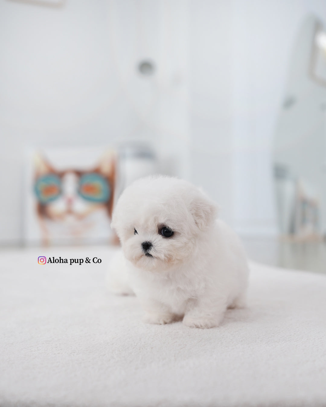 Mayo [BICHÓN TAZA DE TÉ]