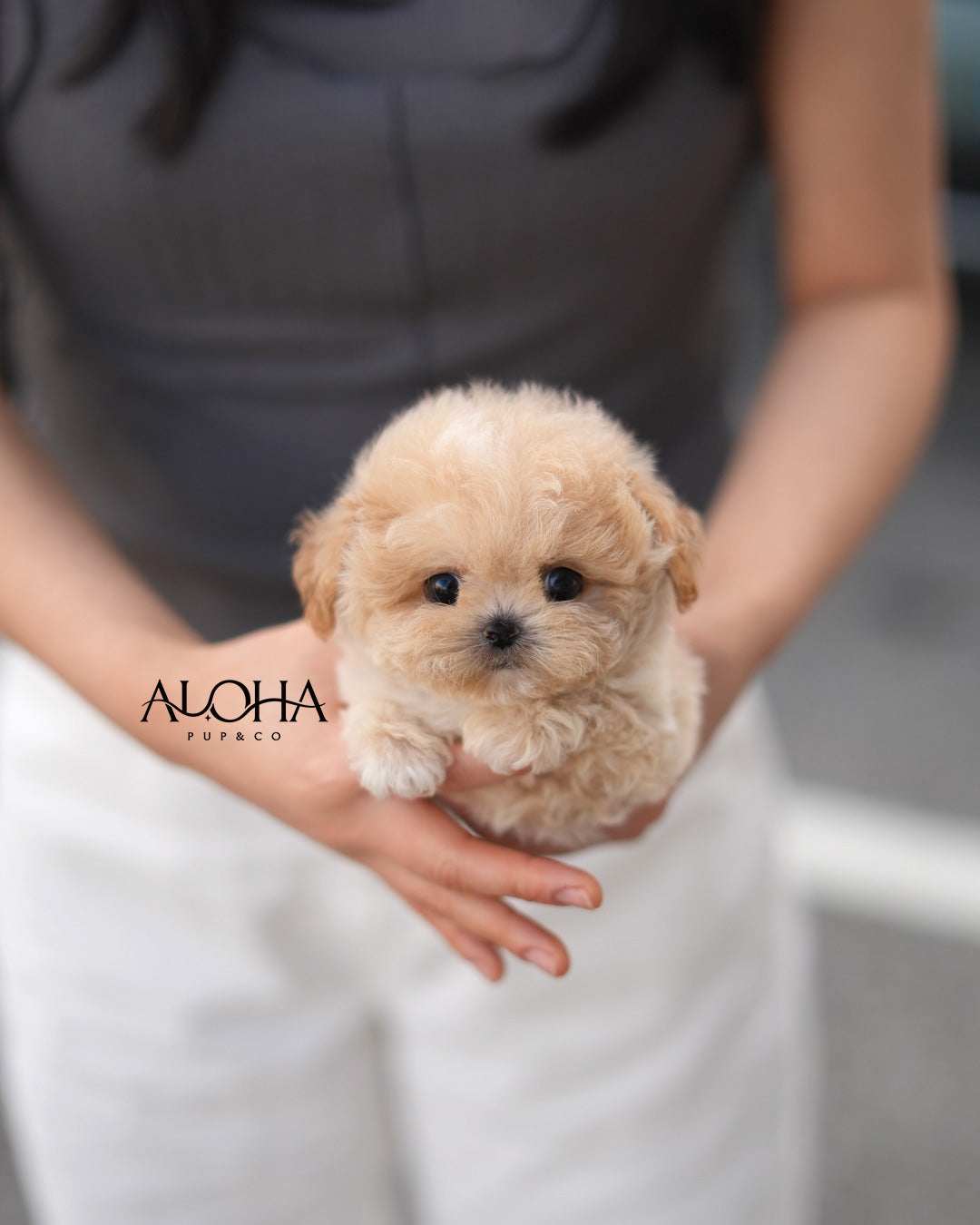 Brick [TEACUP MALTIPOO]
