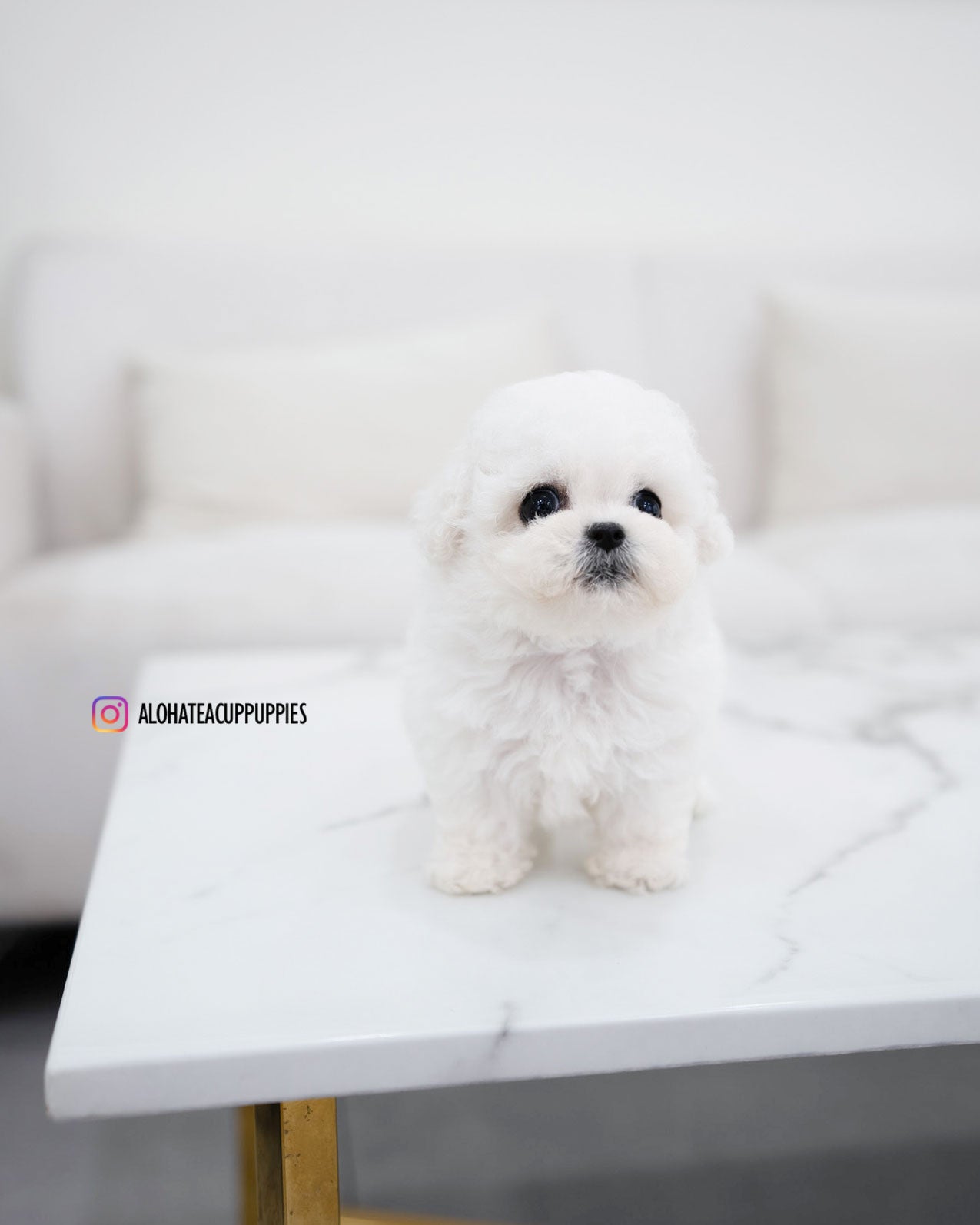 Vida [TEACUP BICHON]