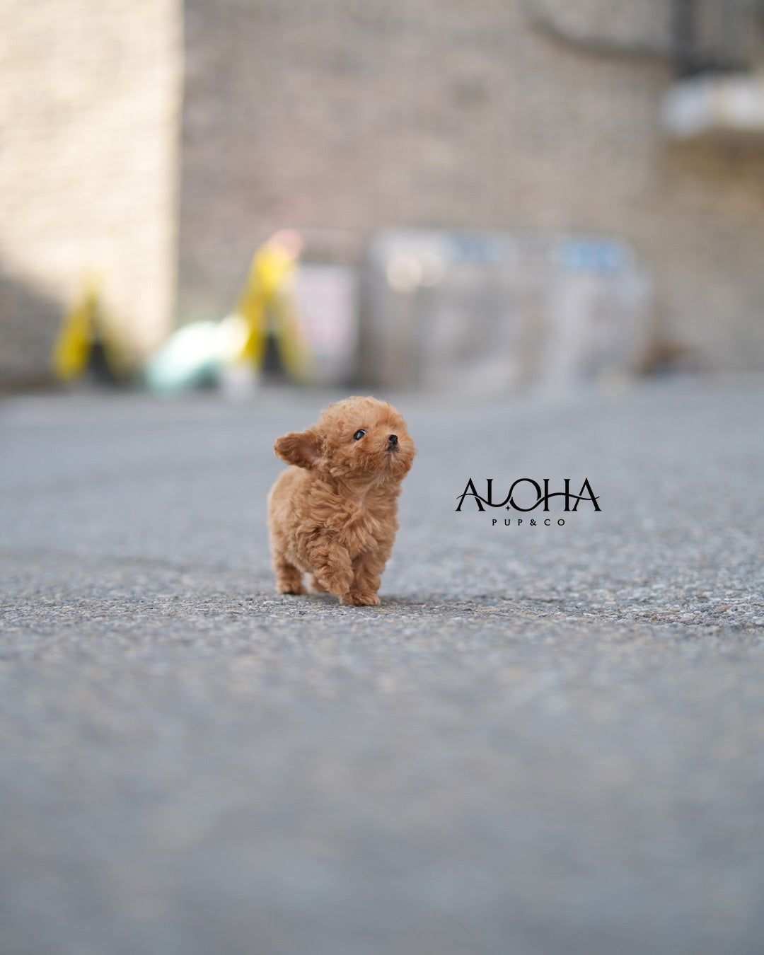 Cora [TEACUP POODLE]
