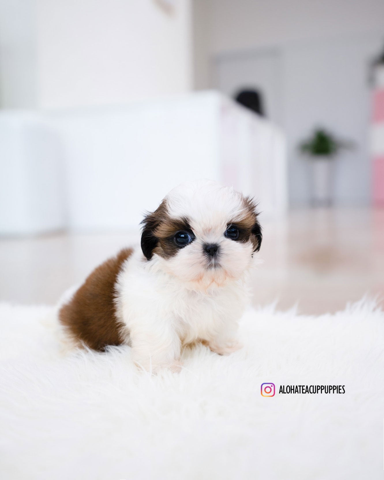 Jorro [Mini SHIHTZU]