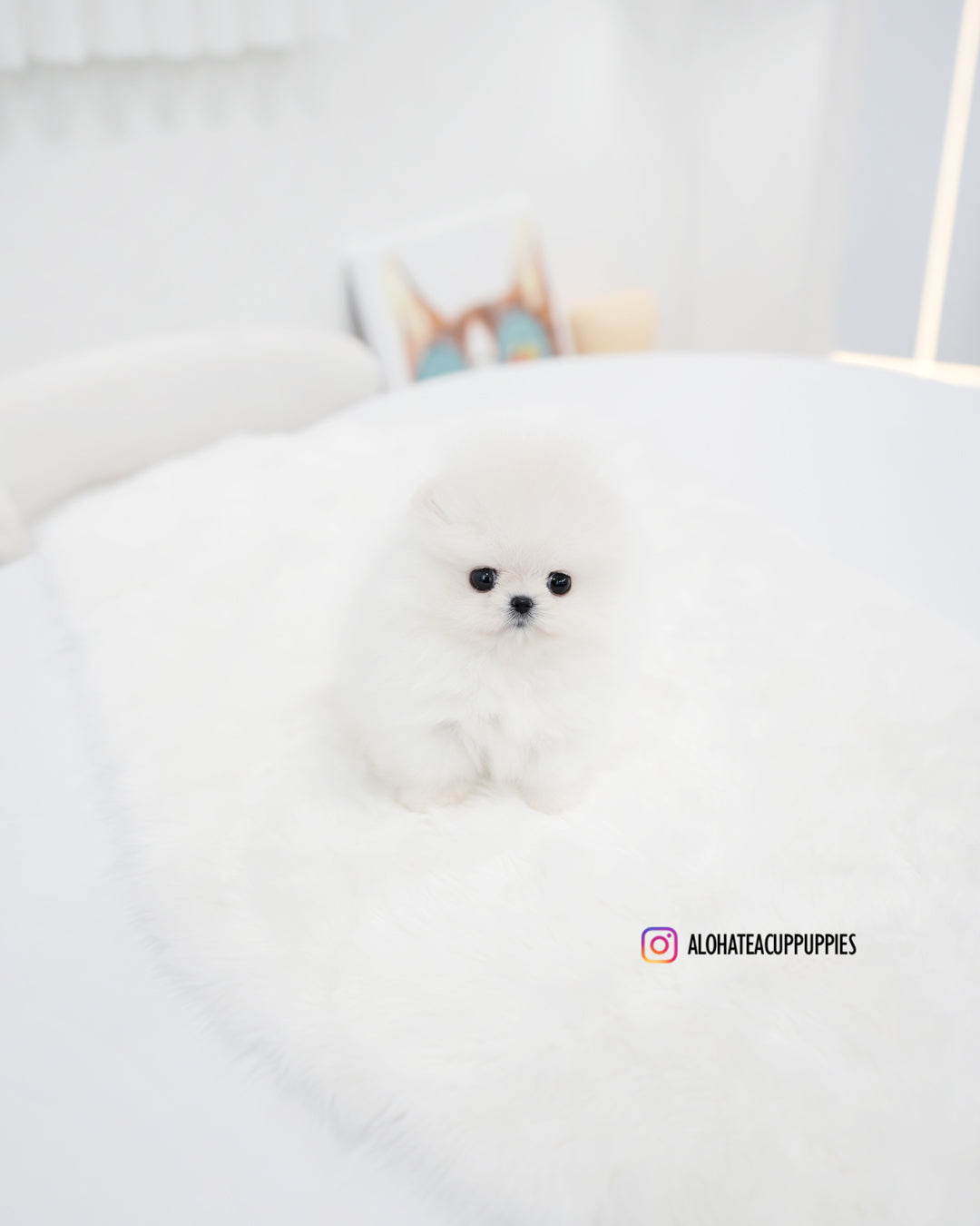 Cachorro [POMERANIA TAZA DE TÉ]