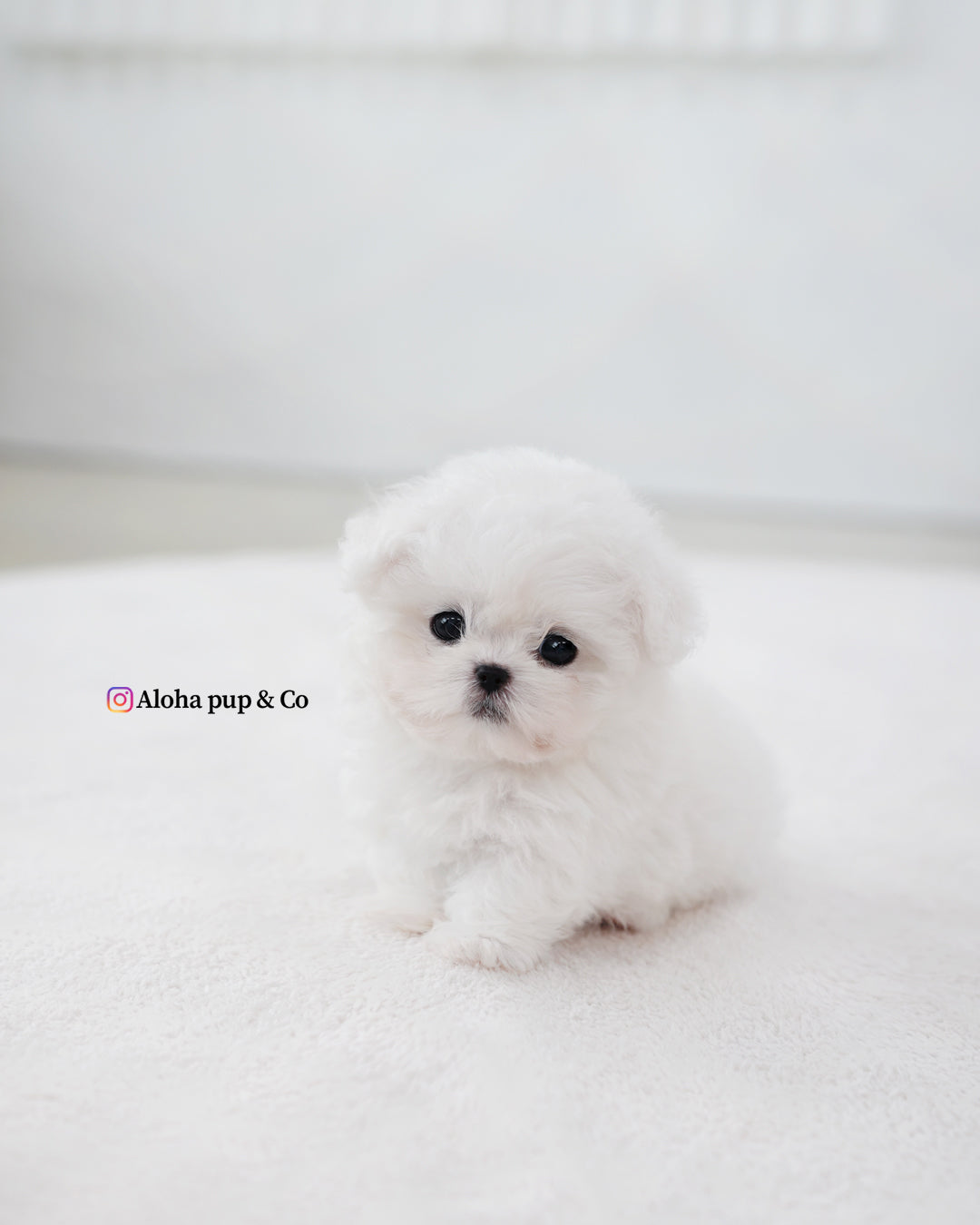 Max [BICHÓN TAZA DE TÉ]
