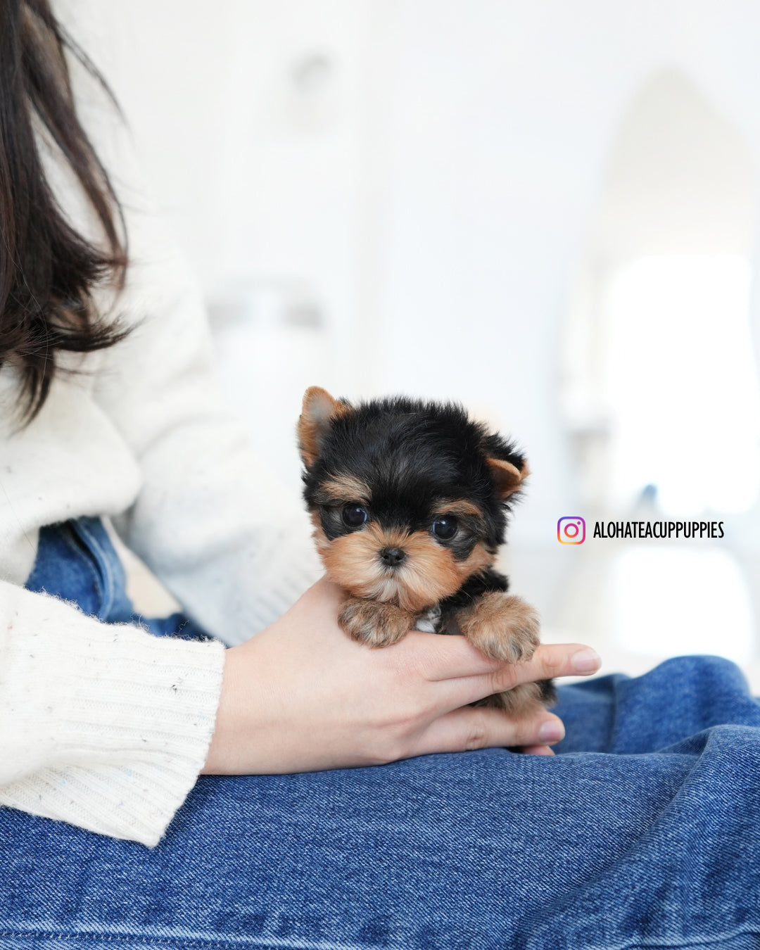 Benji [Teacup YORKIE]