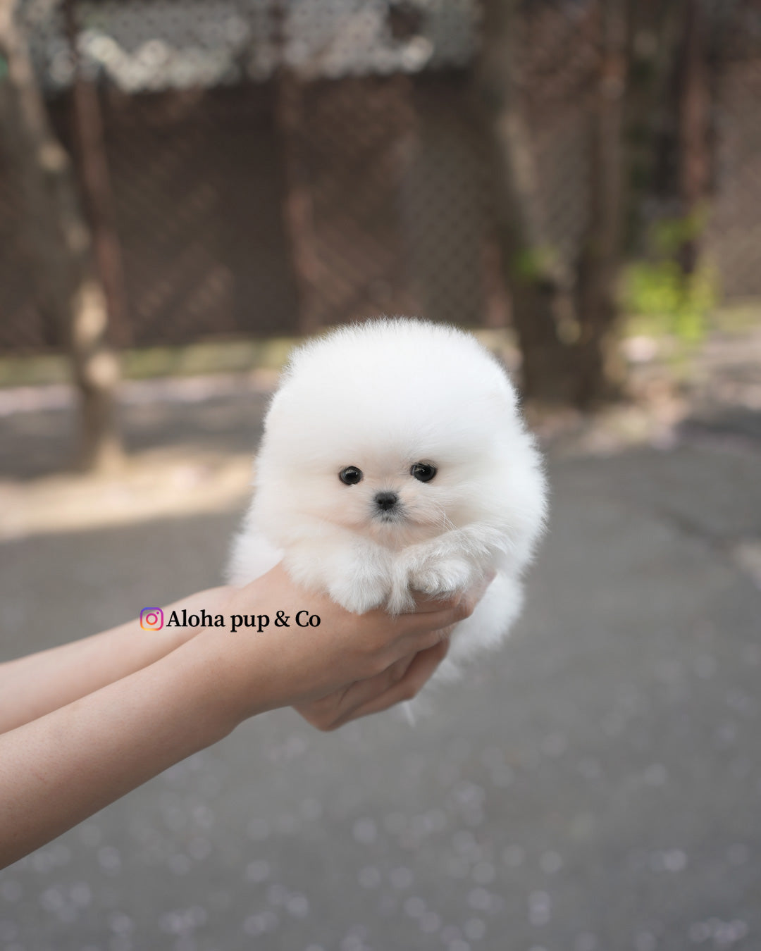 Zuri [POMERANIA TAZA DE TÉ]