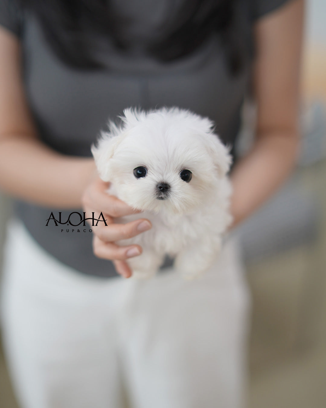 Demi [TEACUP Maltese]